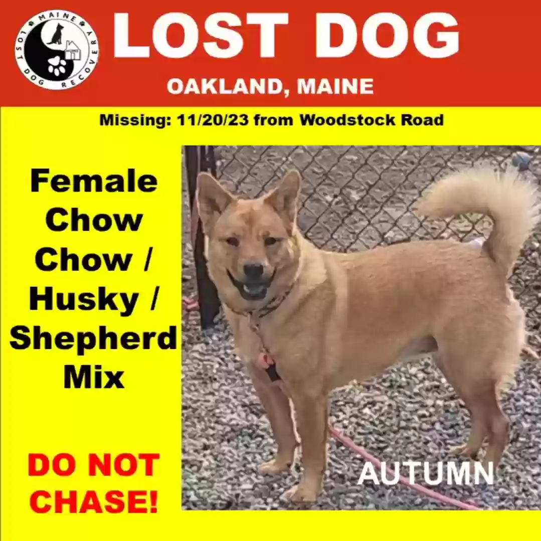 Lost dog in Oakland, ME, 4963