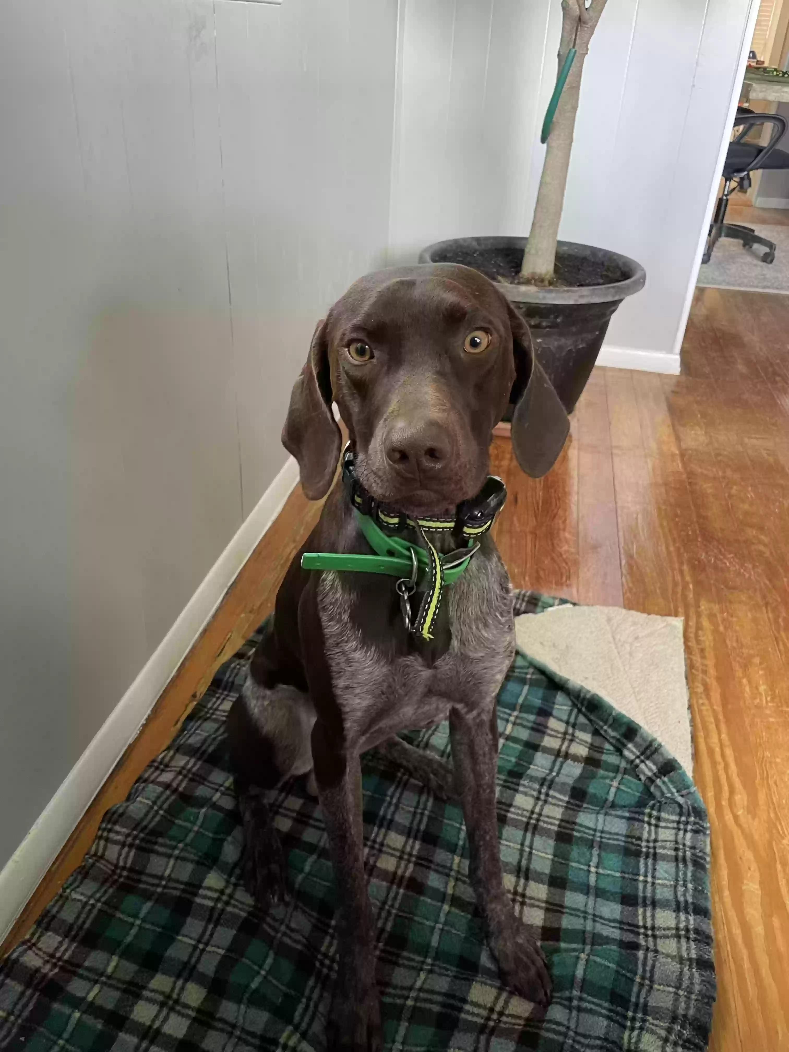 Lost dog in Boerne, TX, 78006