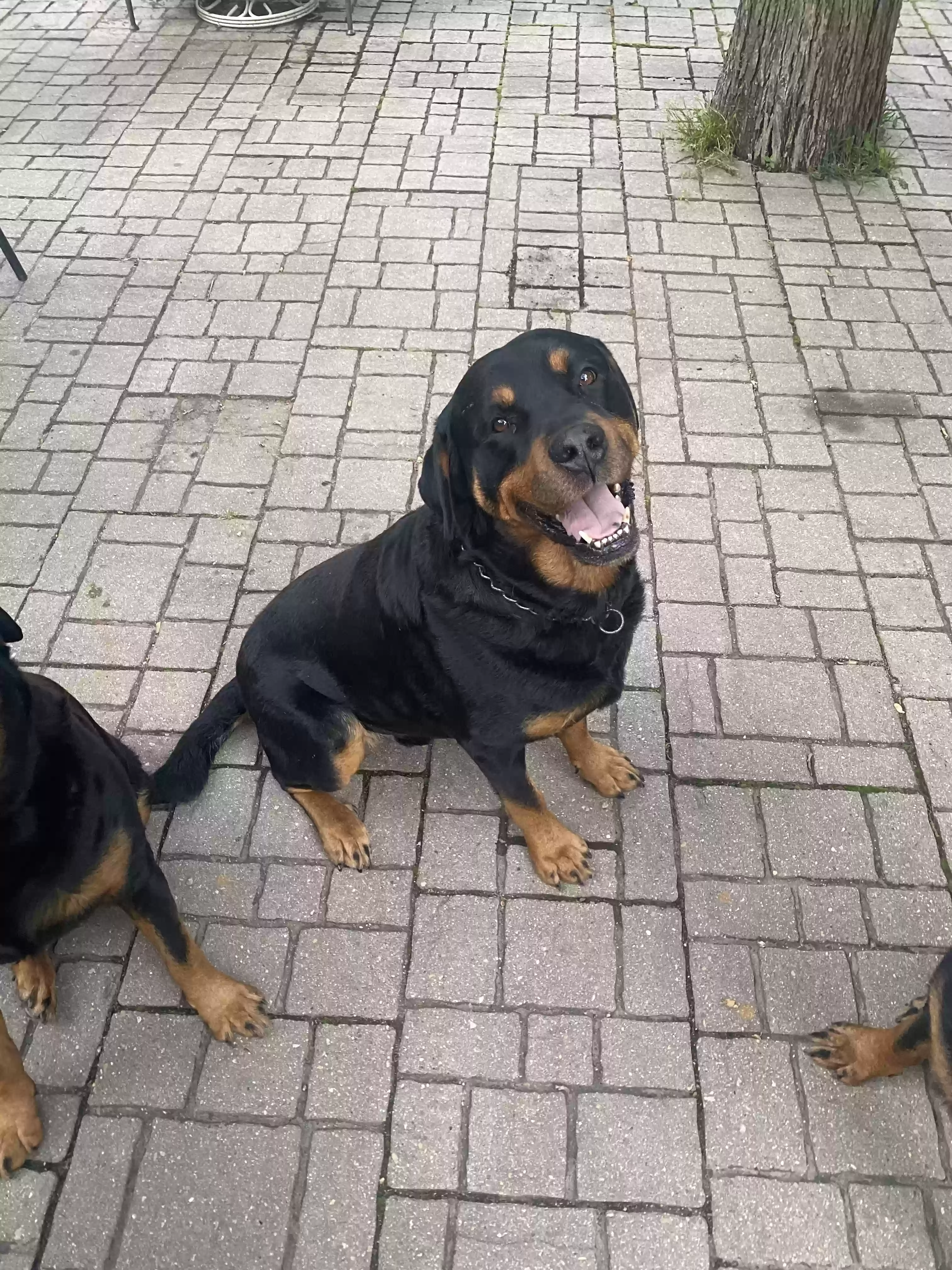 Lost dog in Crete, IL, 60417