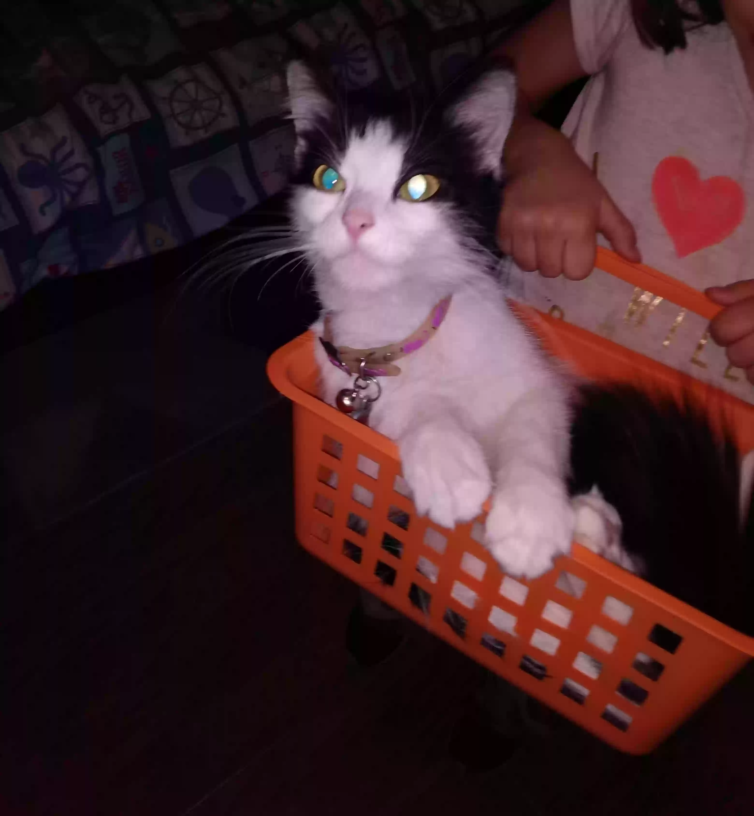 Lost cat in Hawthorne, CA, 90250