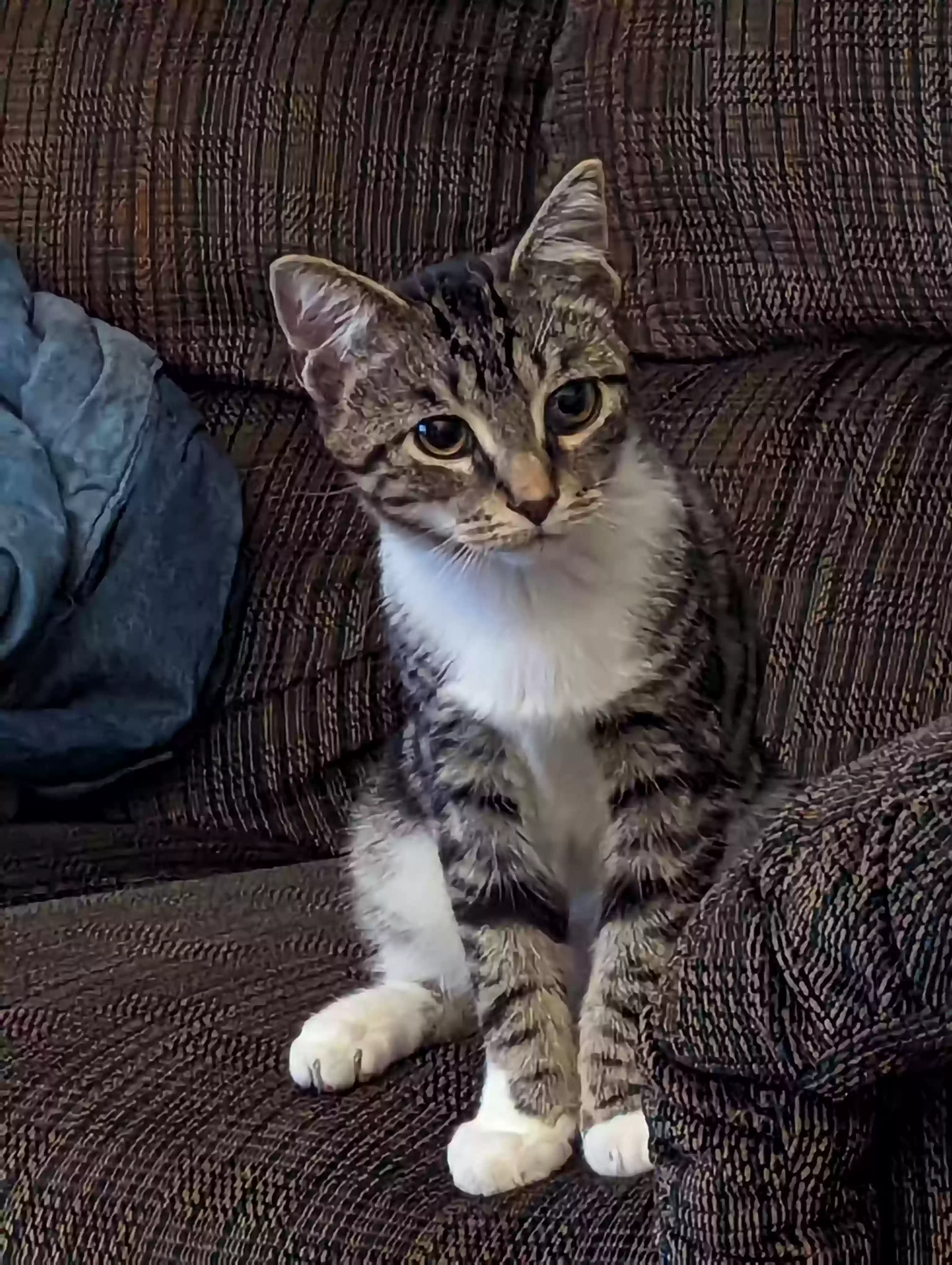 Lost cat in Richmond, VA, 23220