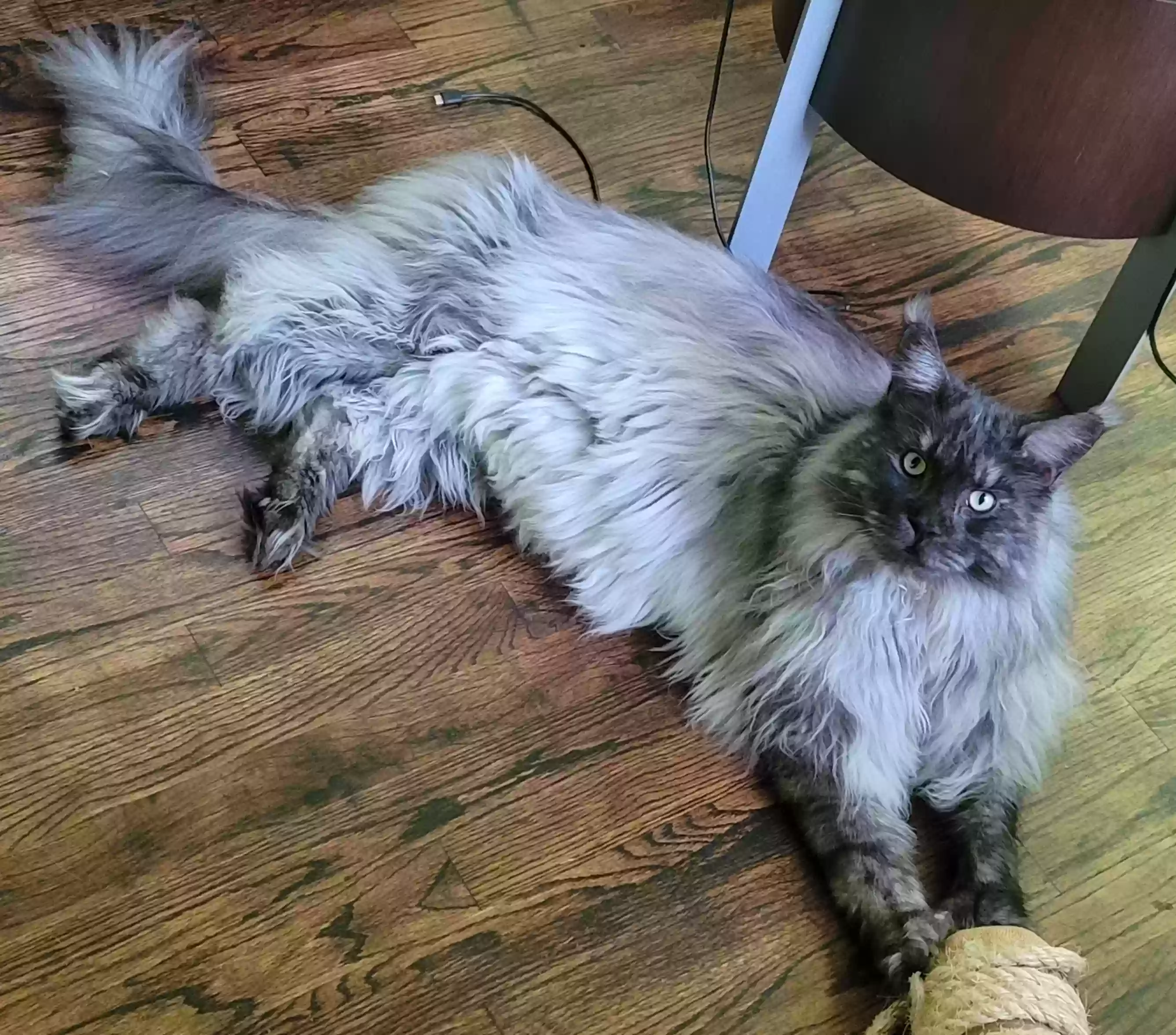 Lost cat in Charlotte, NC, 28216