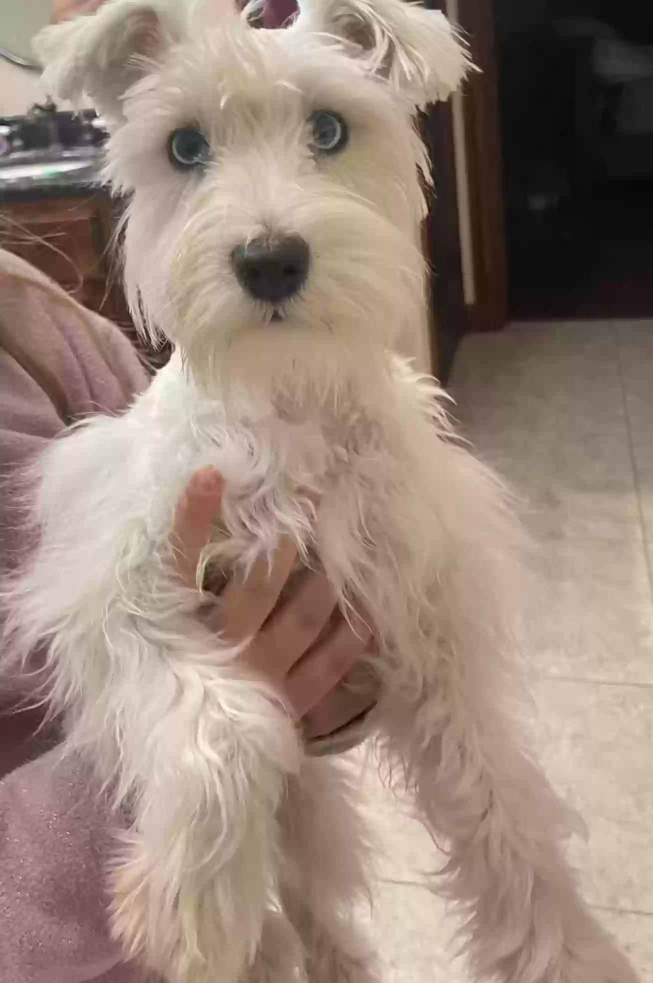 Lost dog in Farmington, NM, 87401