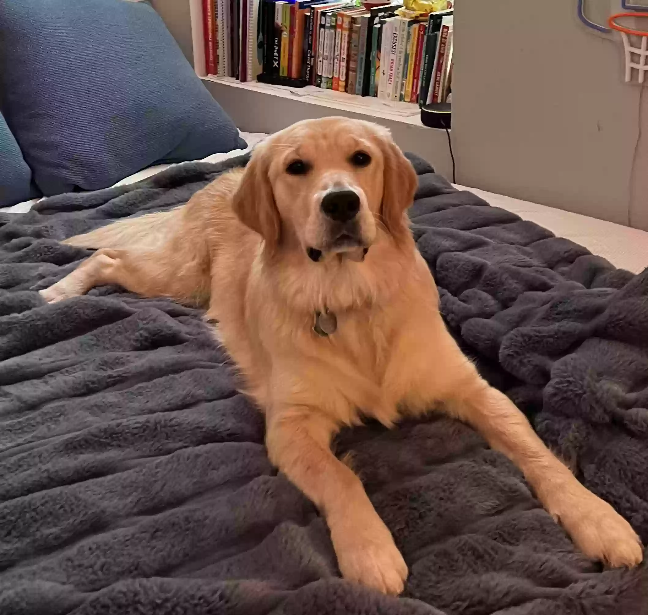 Lost dog in Hernando, FL, 34442