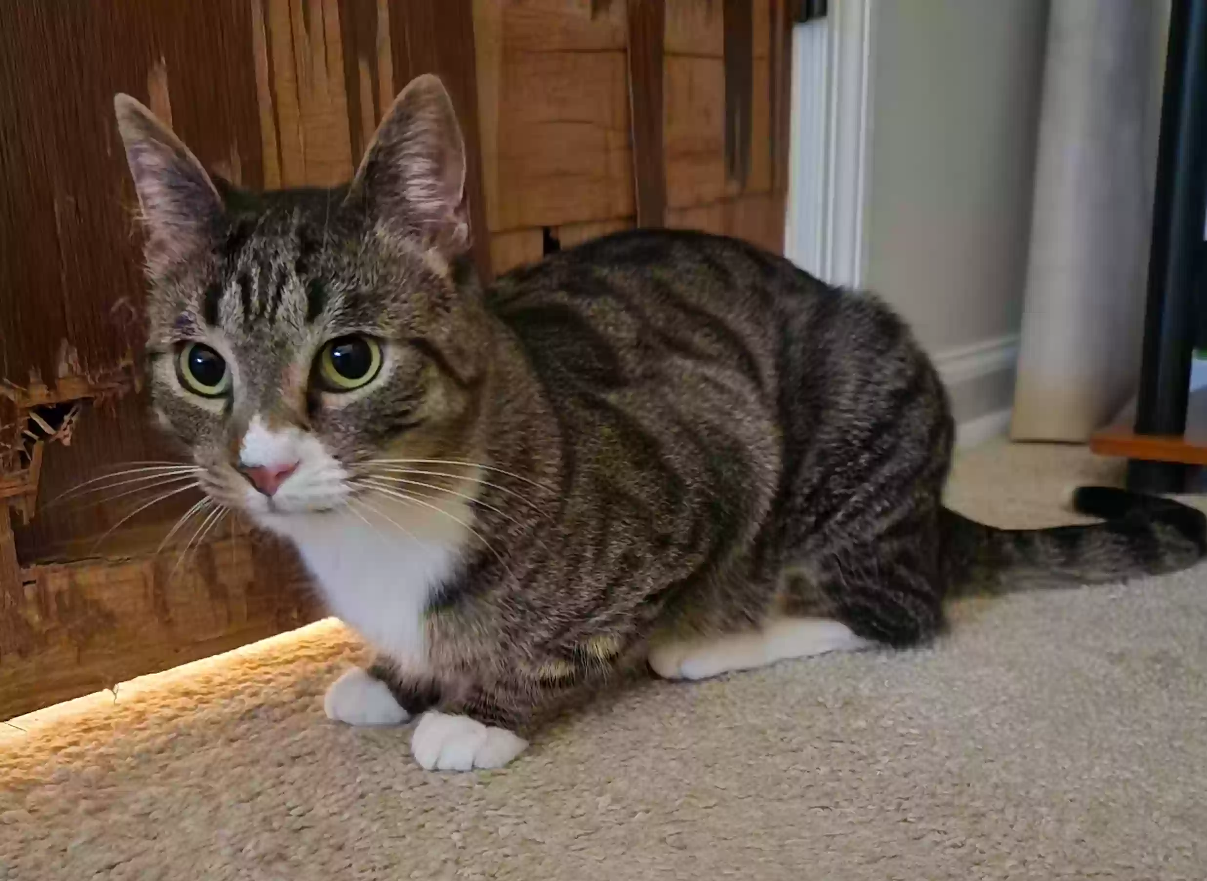 Lost cat in Marietta, GA, 30066