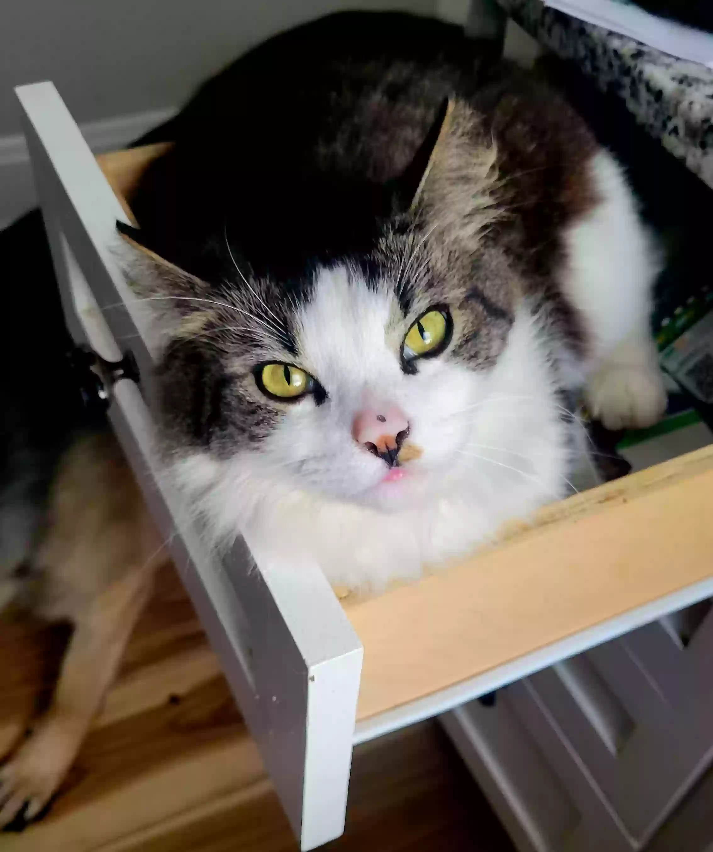 Lost cat in Cincinnati, OH, 45212