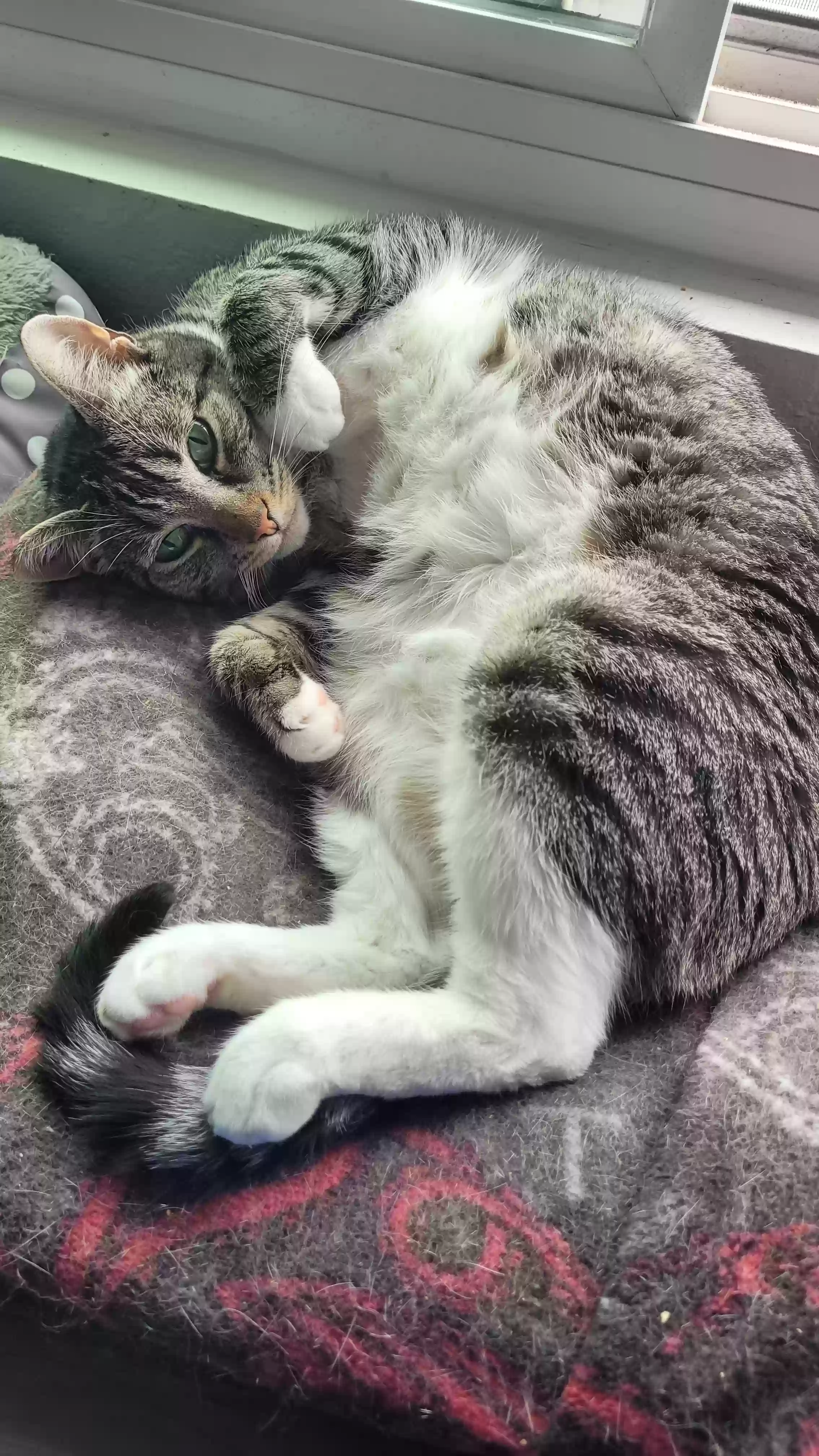 Lost cat in San Diego, CA, 92105