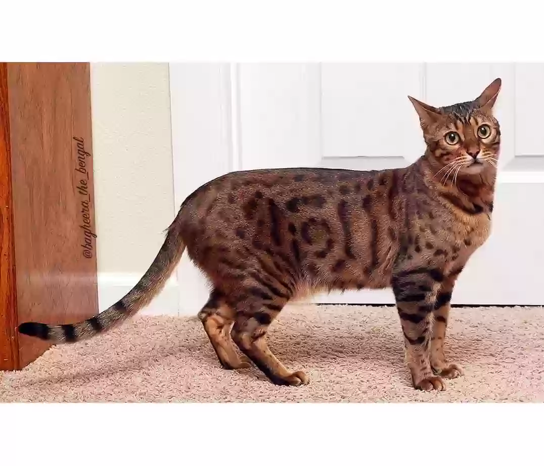 Lost cat in Houston, TX, 77006