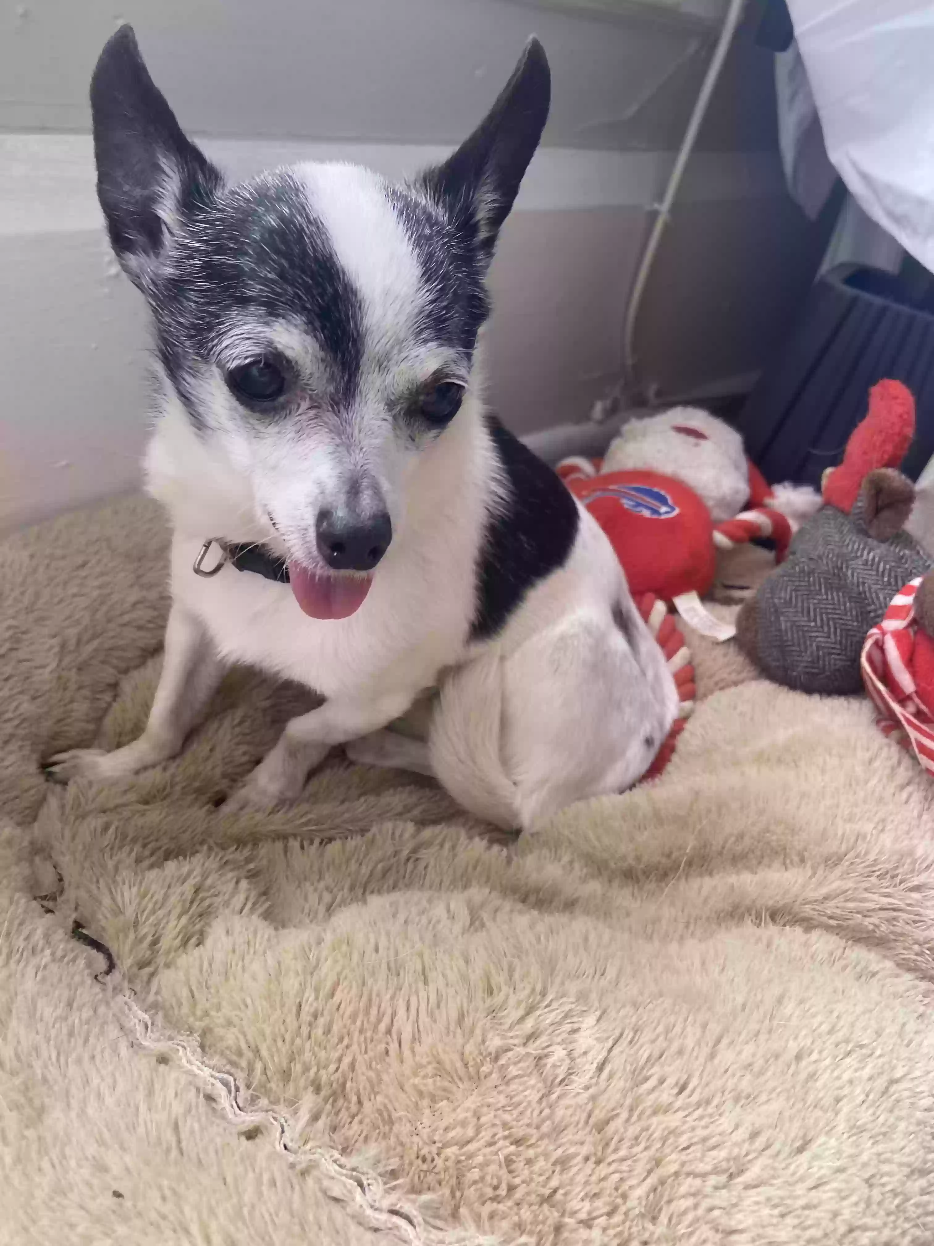 Lost dog in Buffalo, NY, 14202