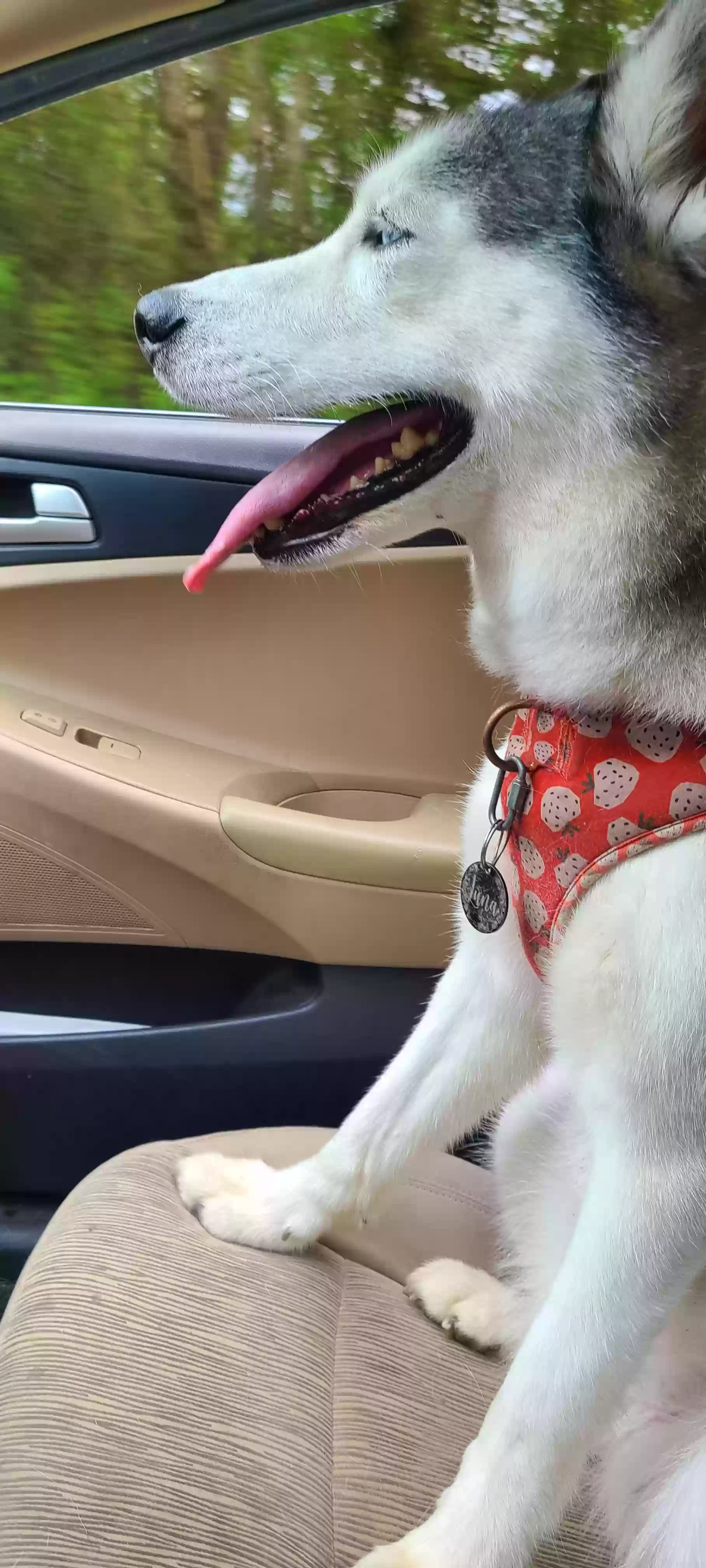 Lost dog in Raeford, NC, 28376
