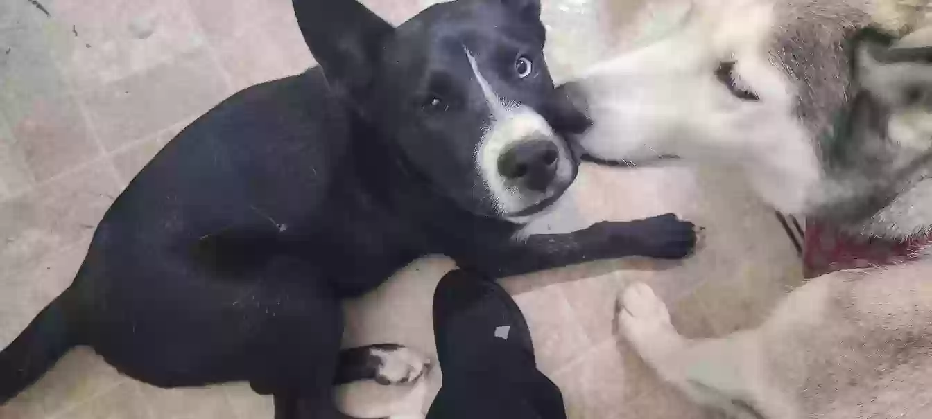 Lost dog in Raeford, NC, 28376