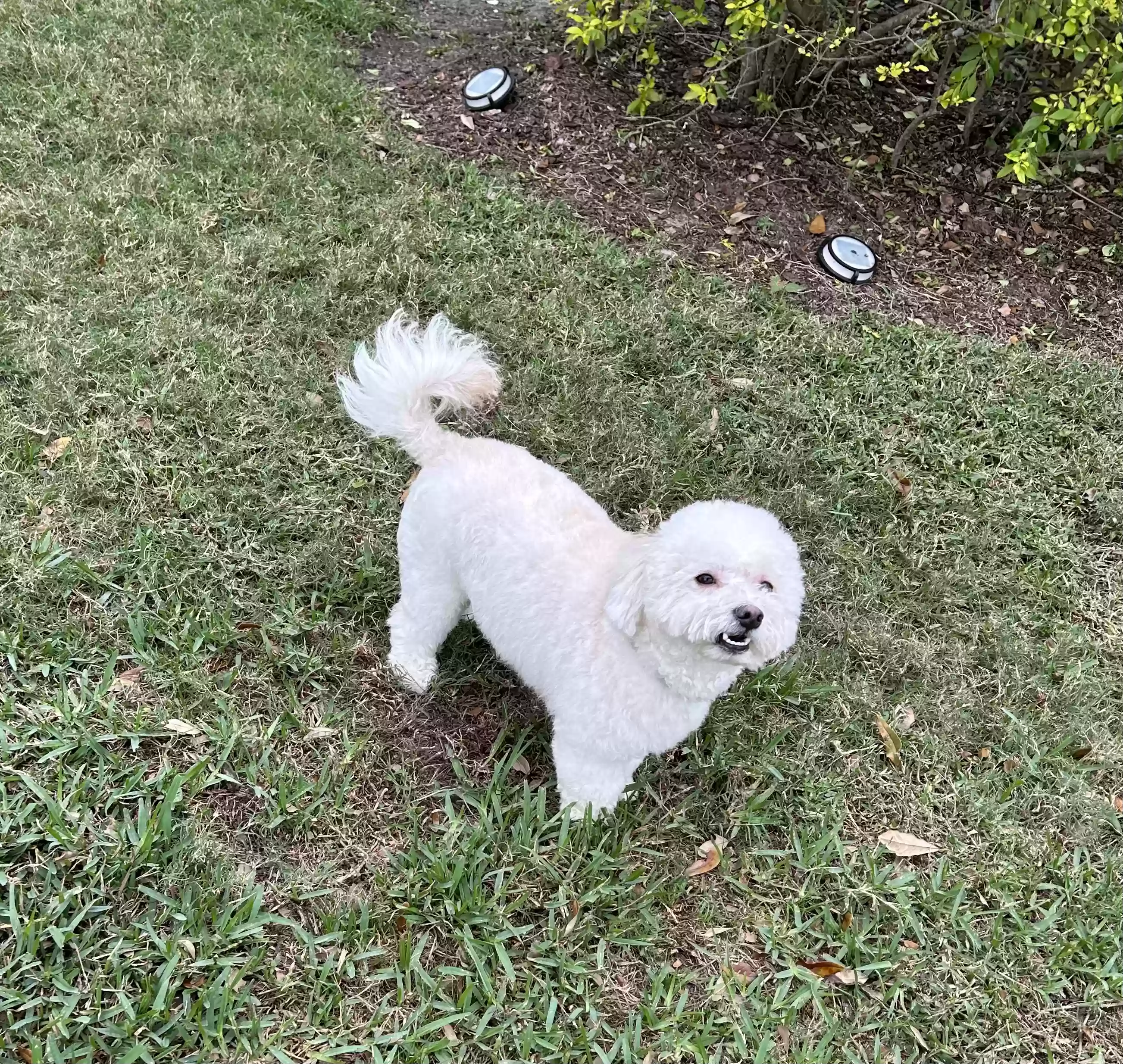 Lost dog in Orlando, FL, 32810