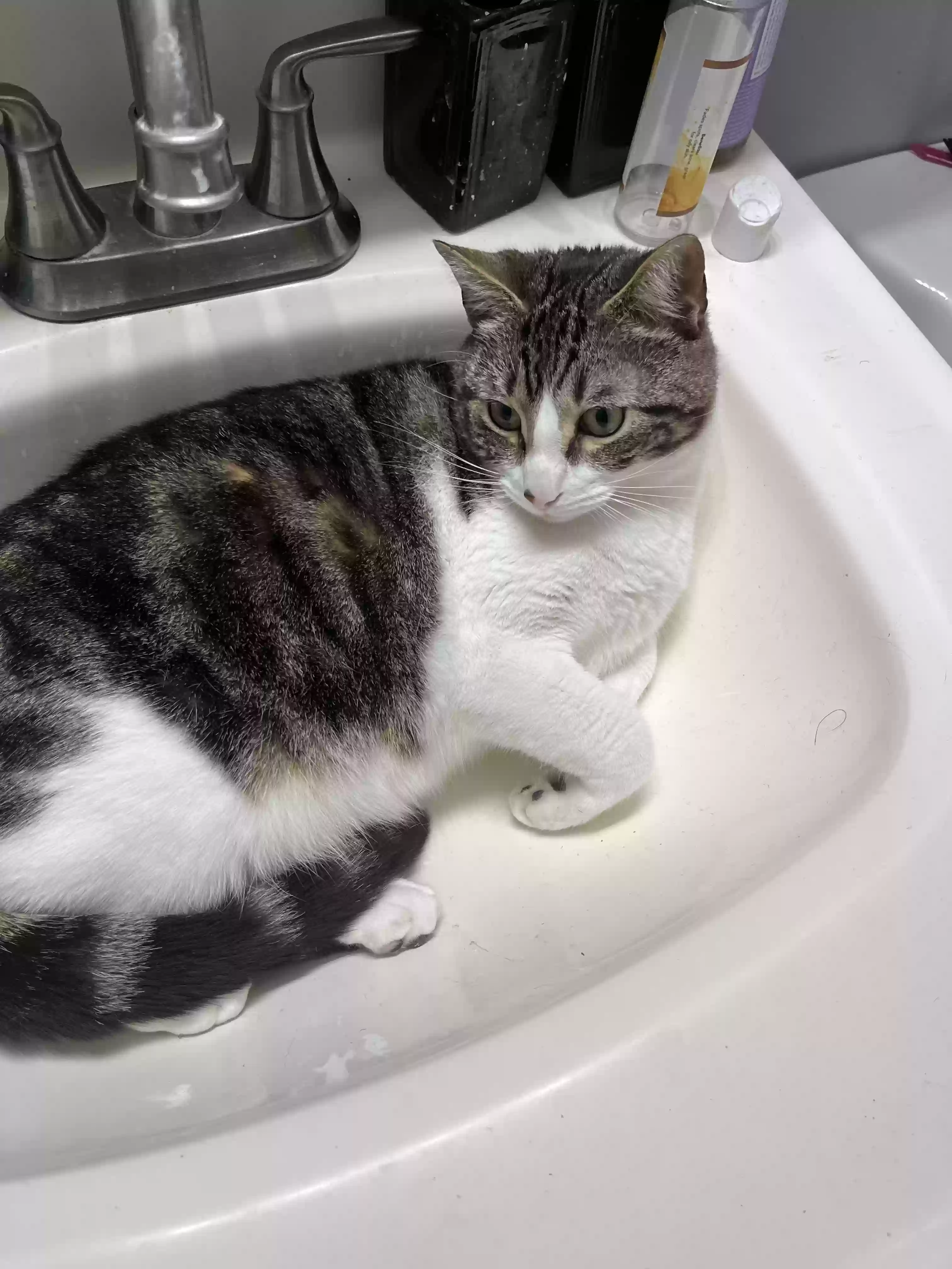Lost cat in Skokie, IL, 60077