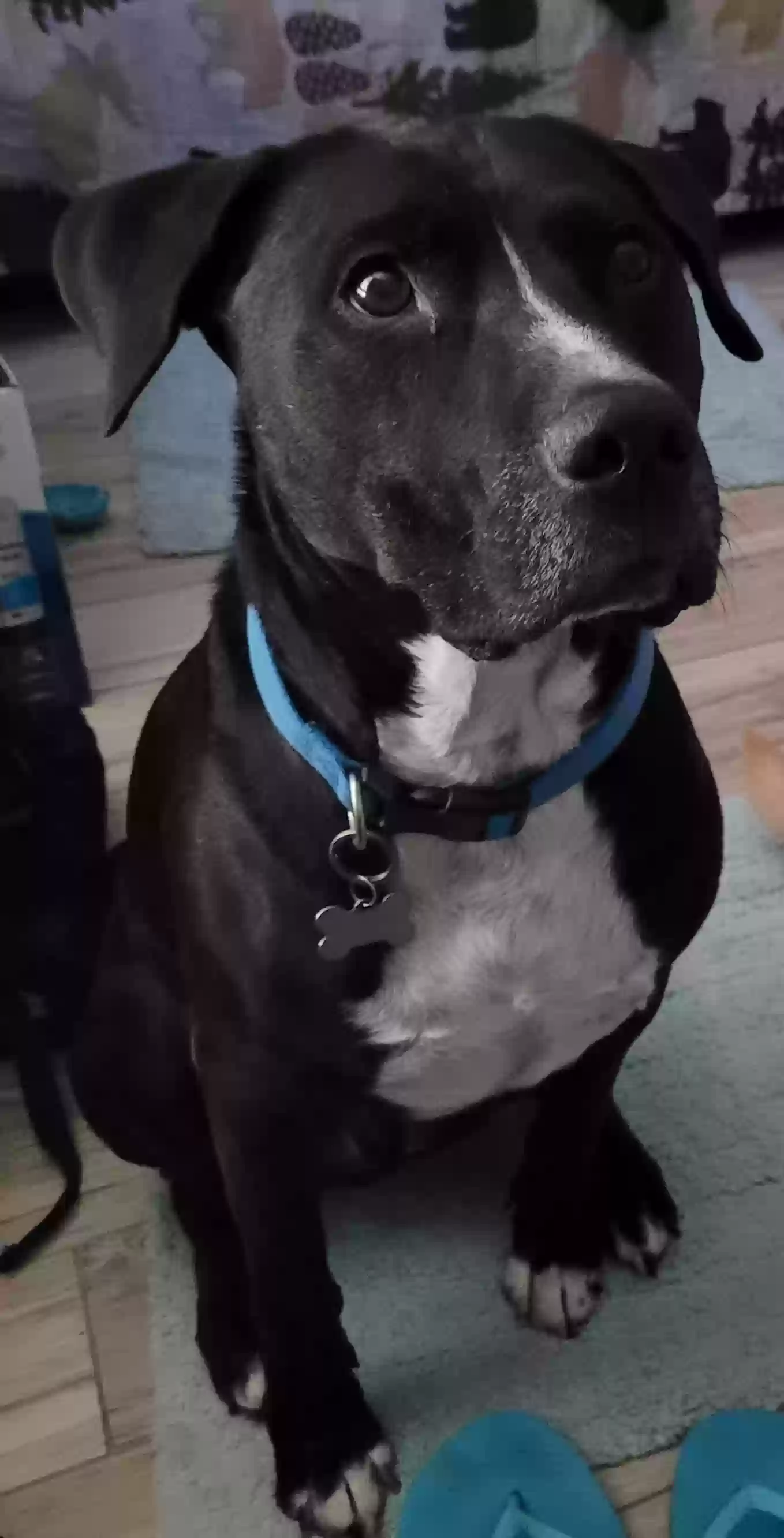 Lost dog in Phoenix, AZ, 85027