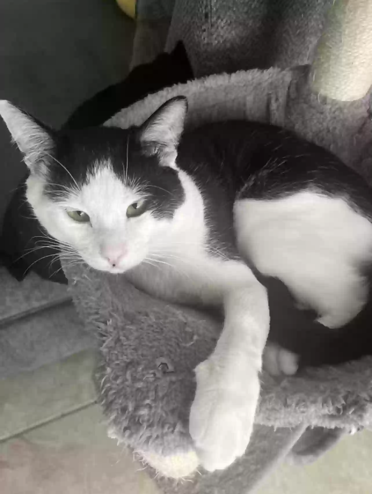 Lost cat in Van Nuys, CA, 91405