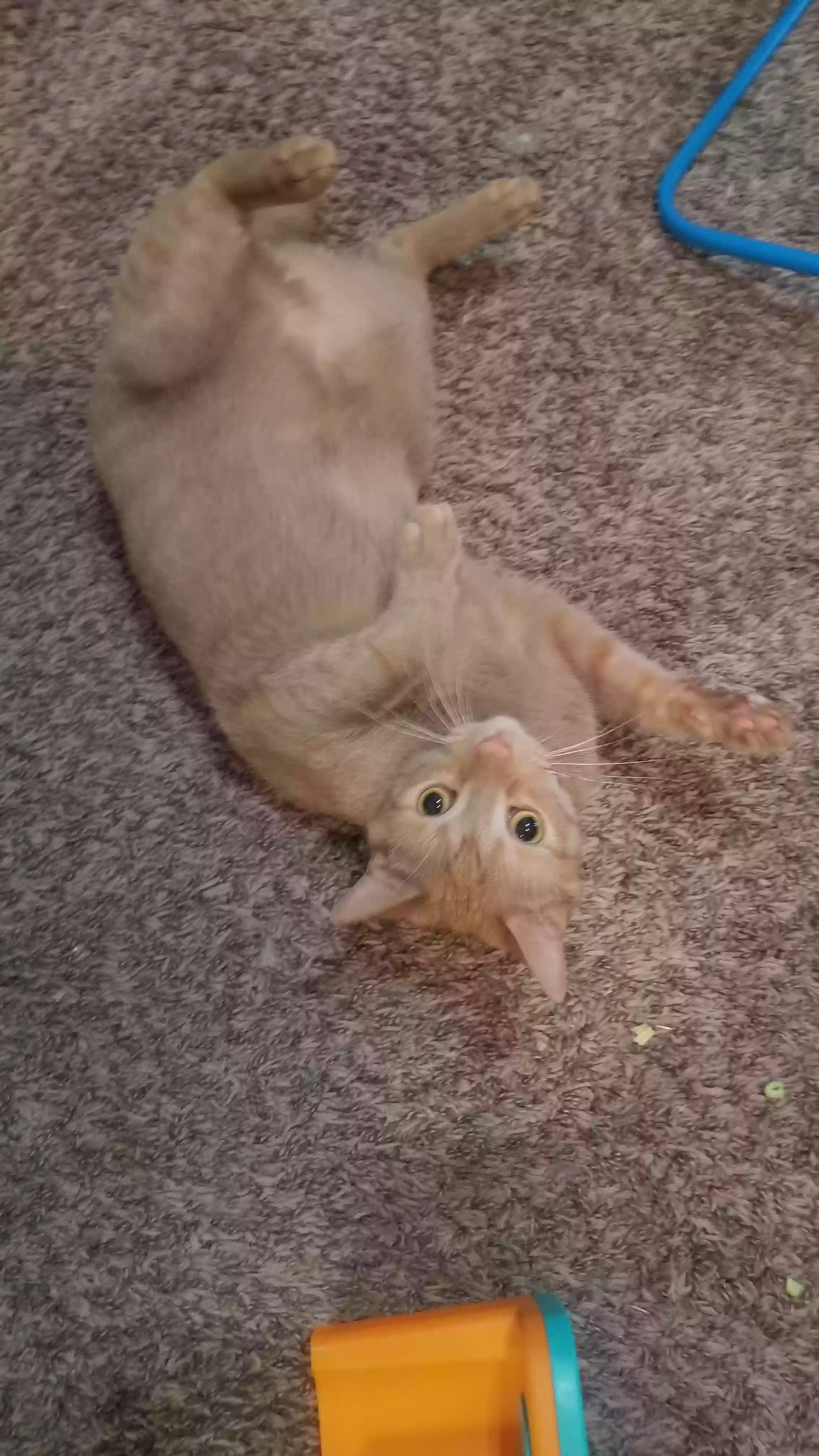 Lost cat in Lexington, KY, 40515