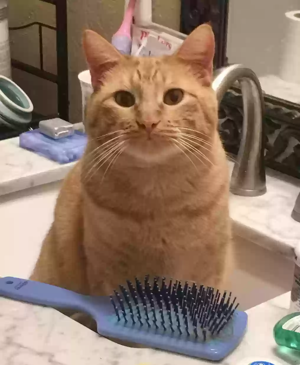 Lost cat in Jones, OK, 73049