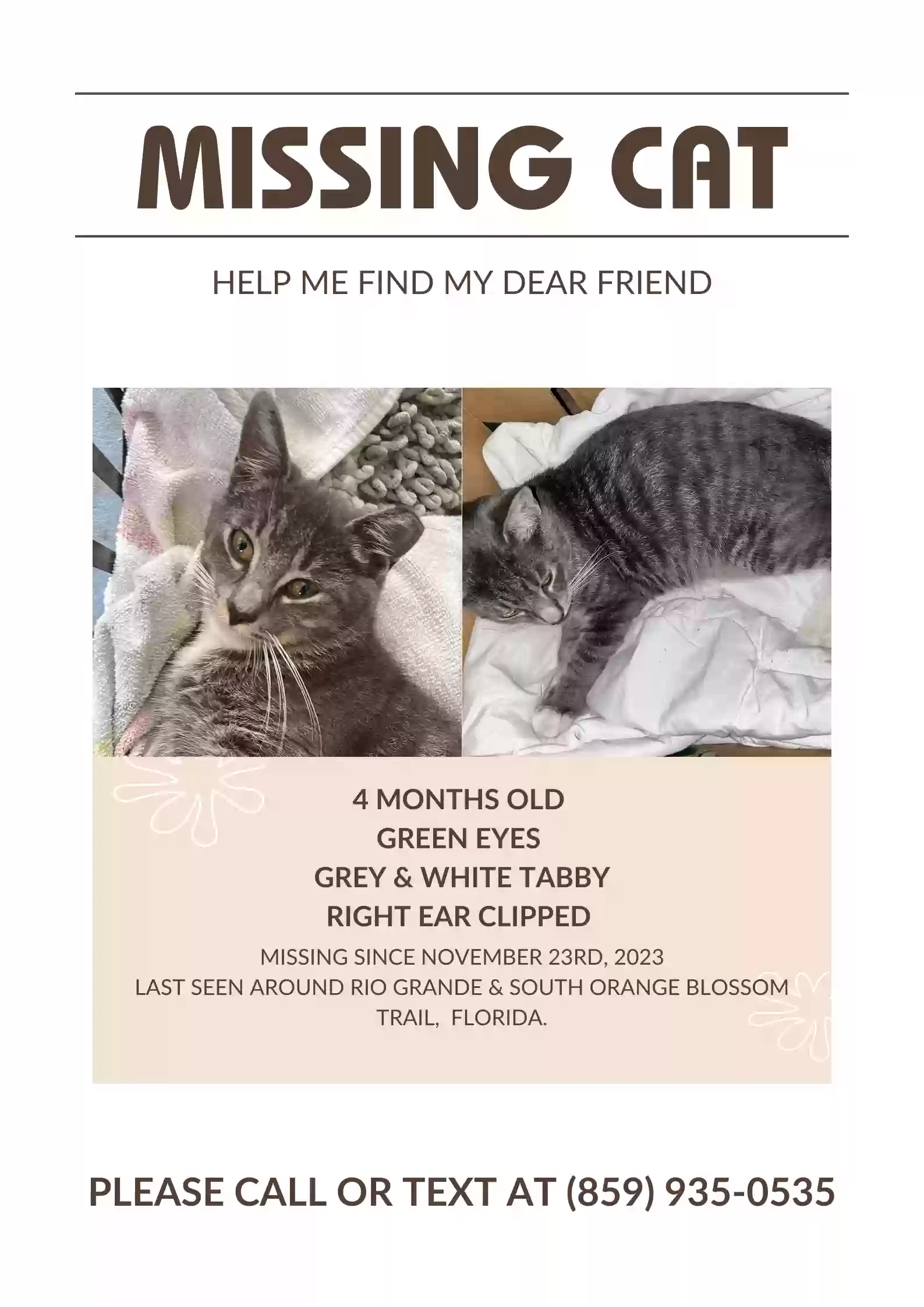 Lost cat in Orlando, FL, 32839