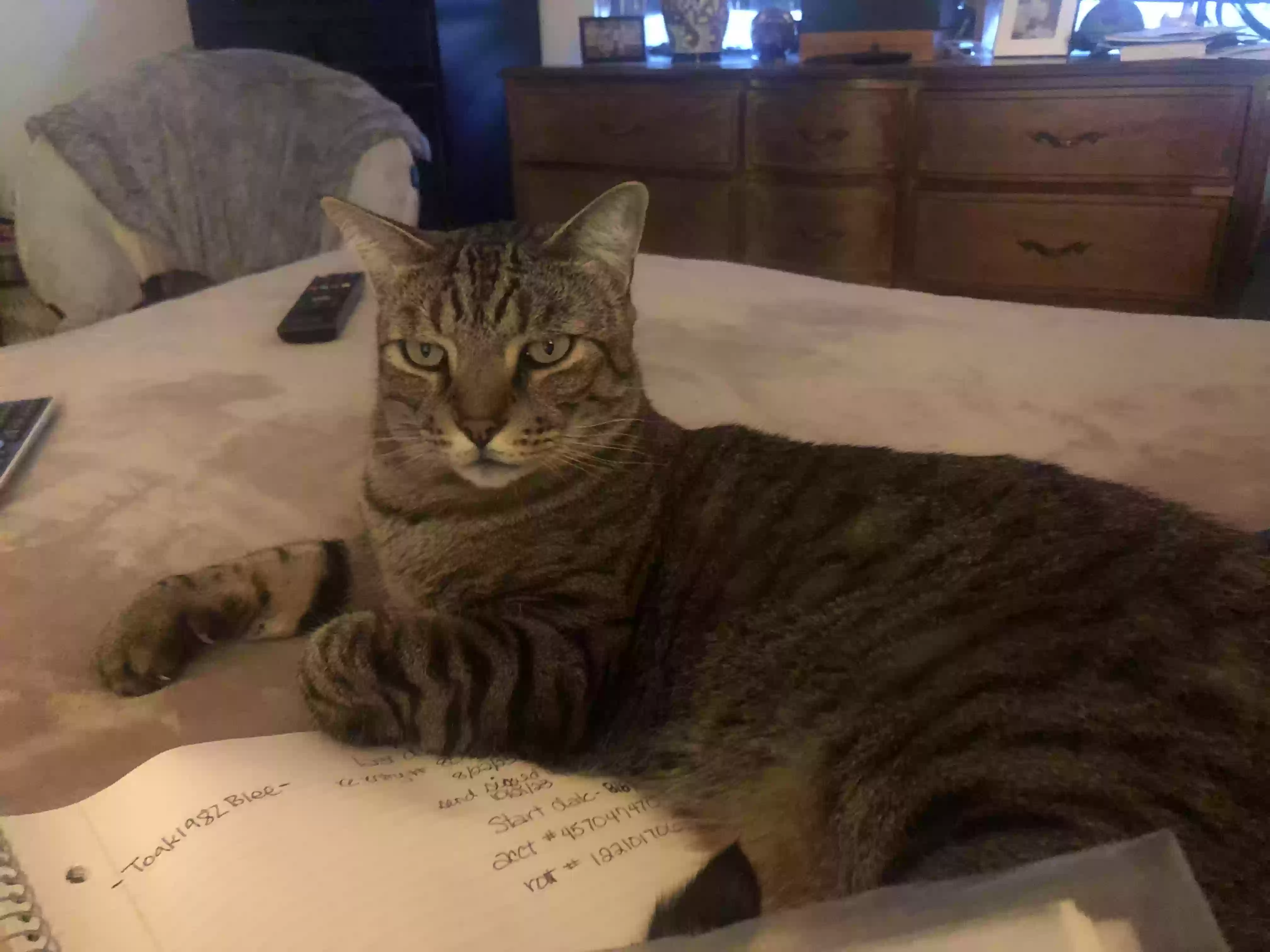 Lost cat in Tucson, AZ, 85746