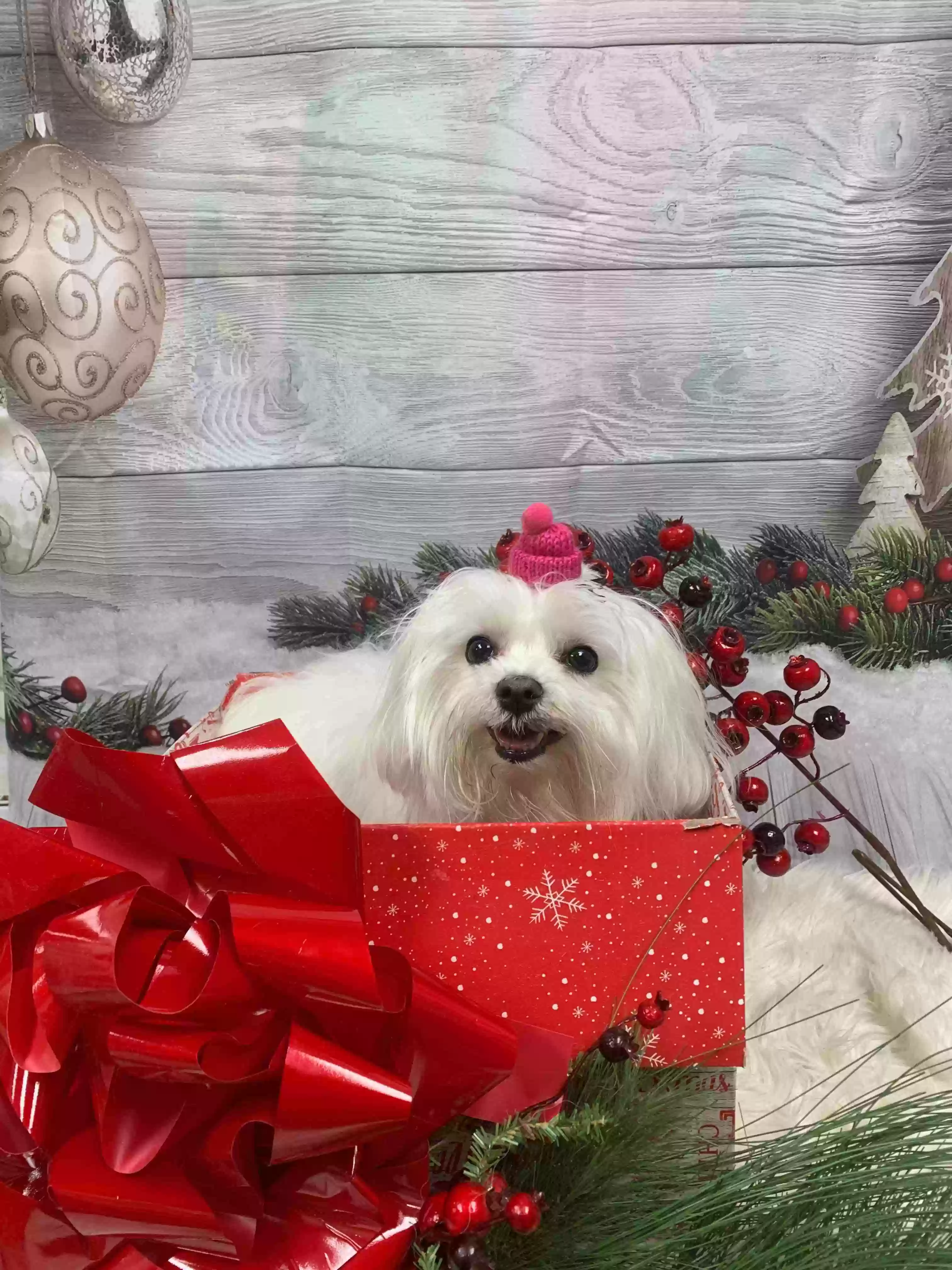 Lost dog in Lincoln, NE, 68521