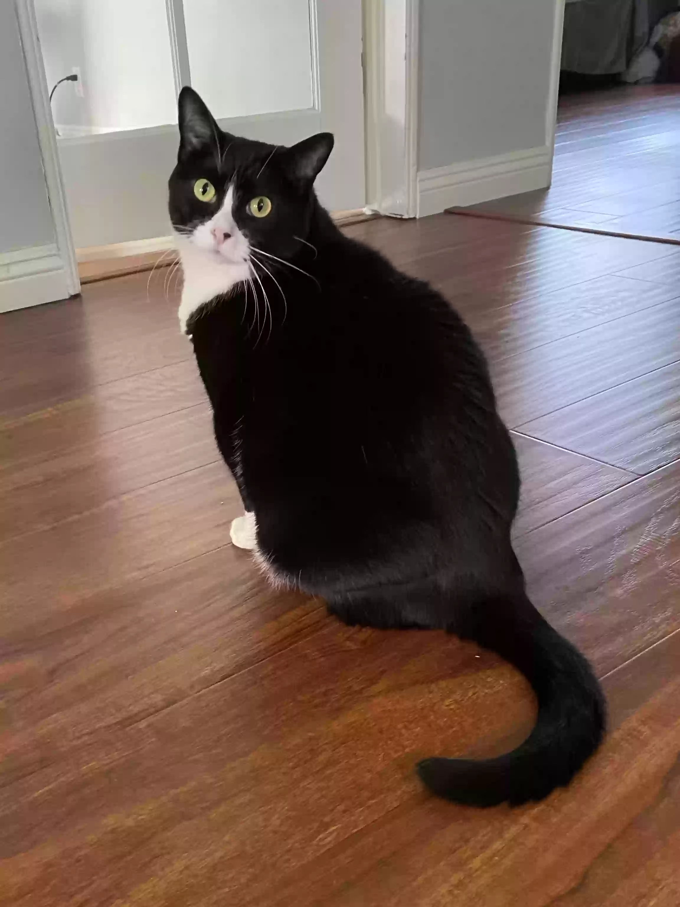 Lost cat in Rancho Cucamonga, CA, 91730
