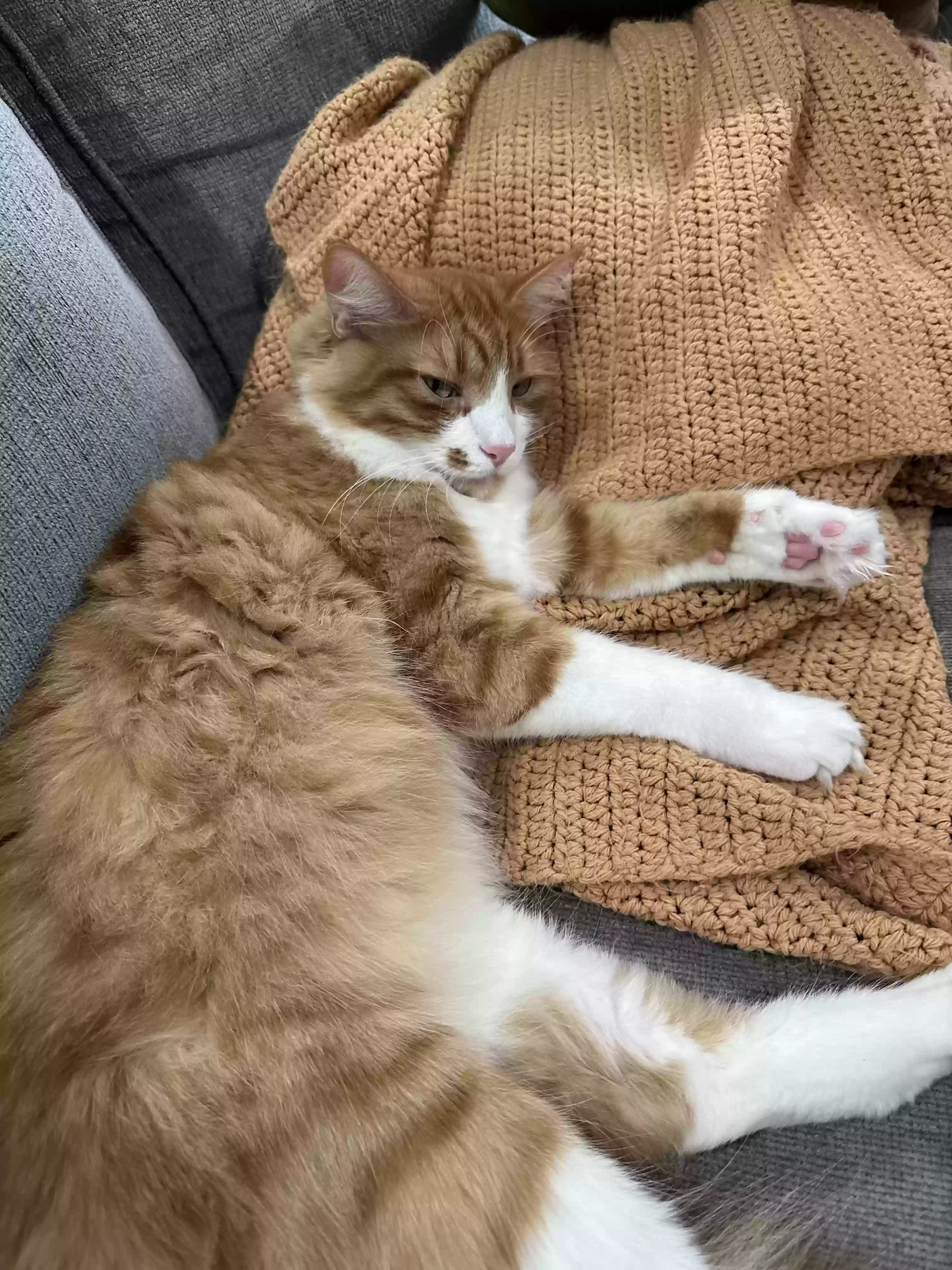 Lost cat in Buena Park, CA, 90620