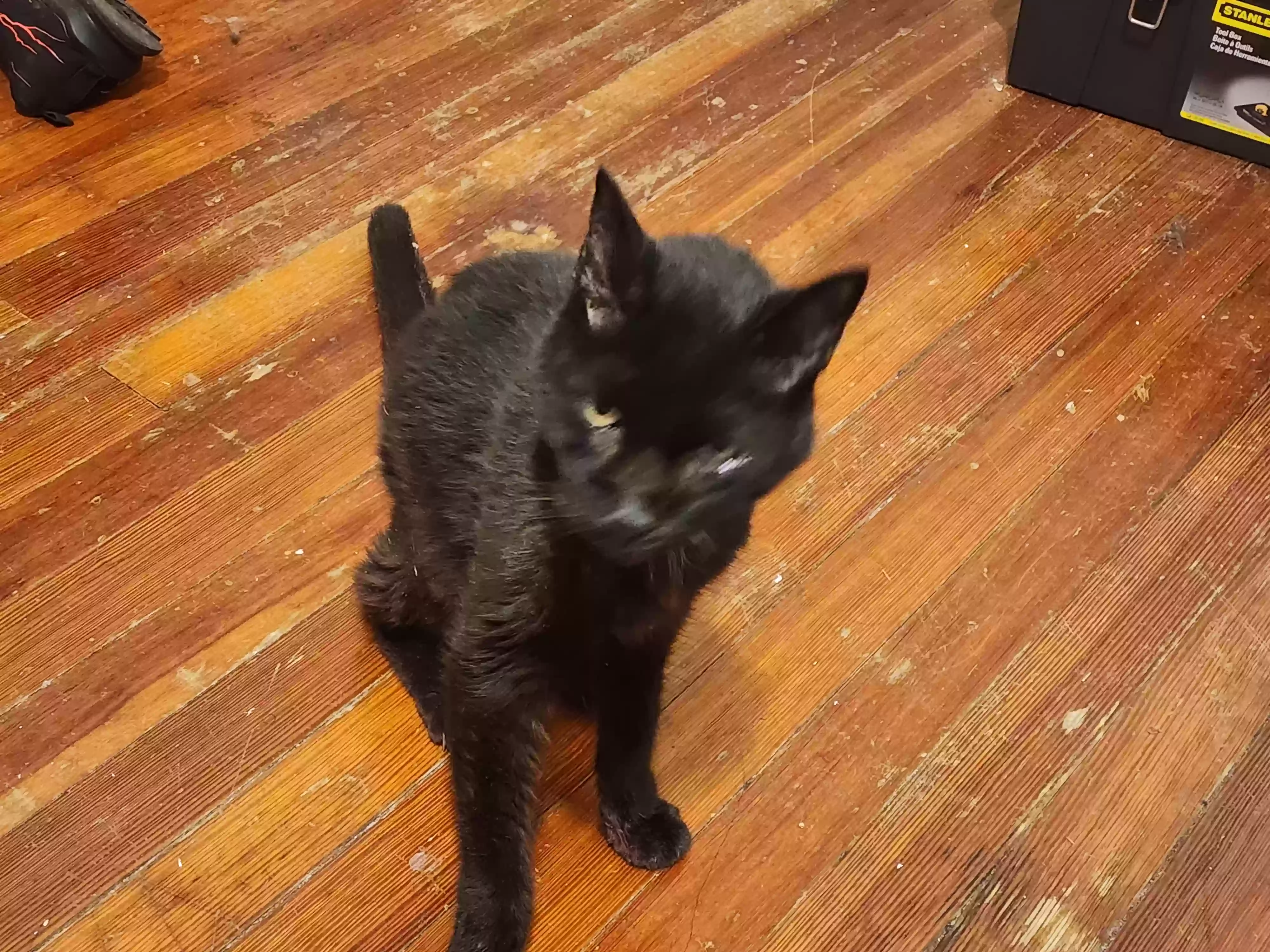 Lost cat in Gwynn Oak, MD, 21207