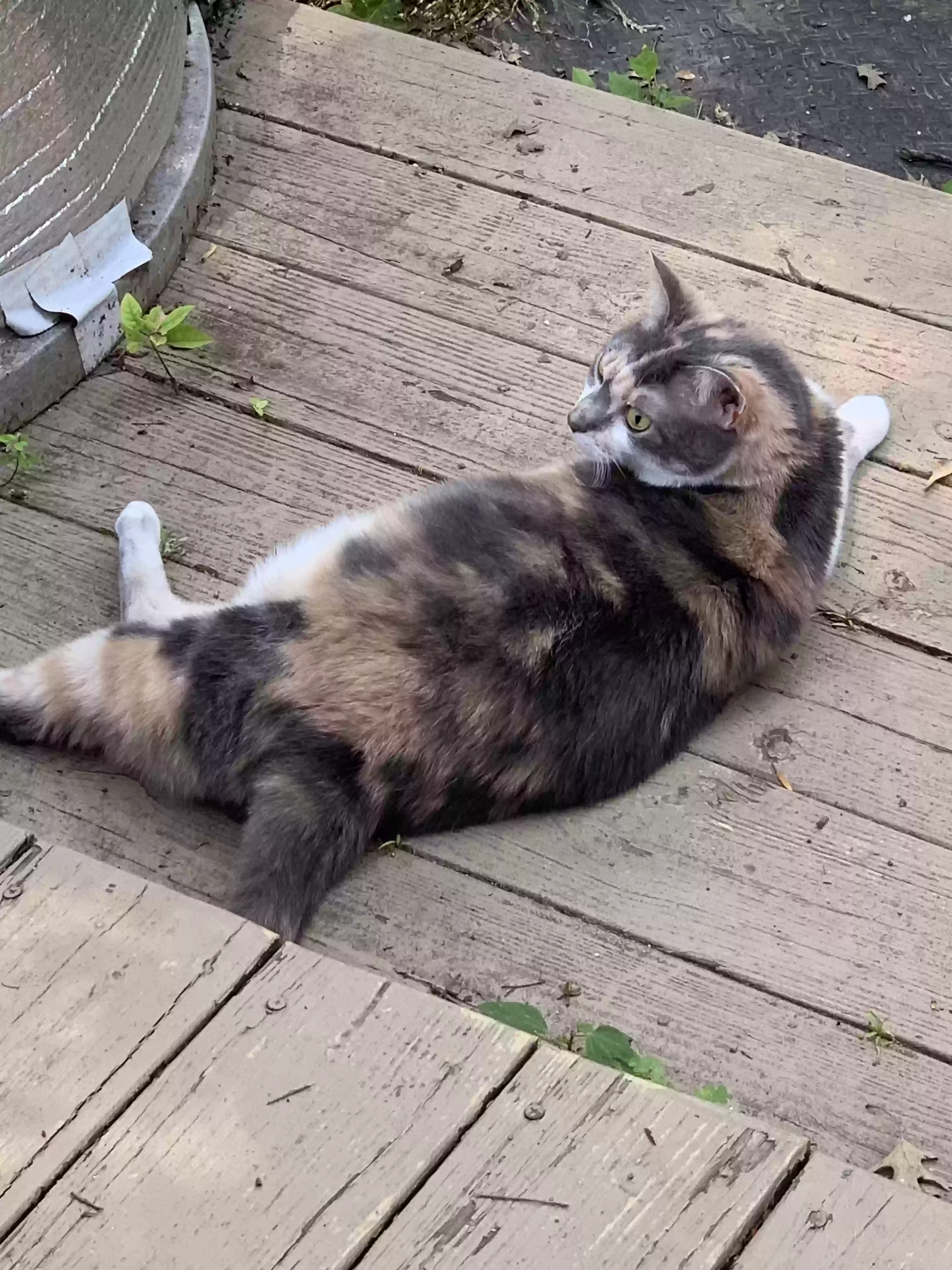 Lost cat in Nashville, TN, 37217