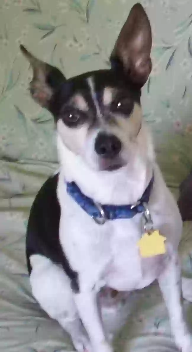 Lost dog in Columbus, OH, 43214