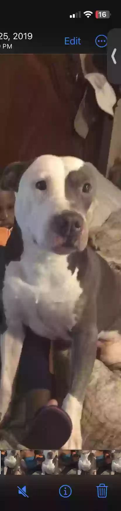 Lost dog in Arlington, TX, 76014