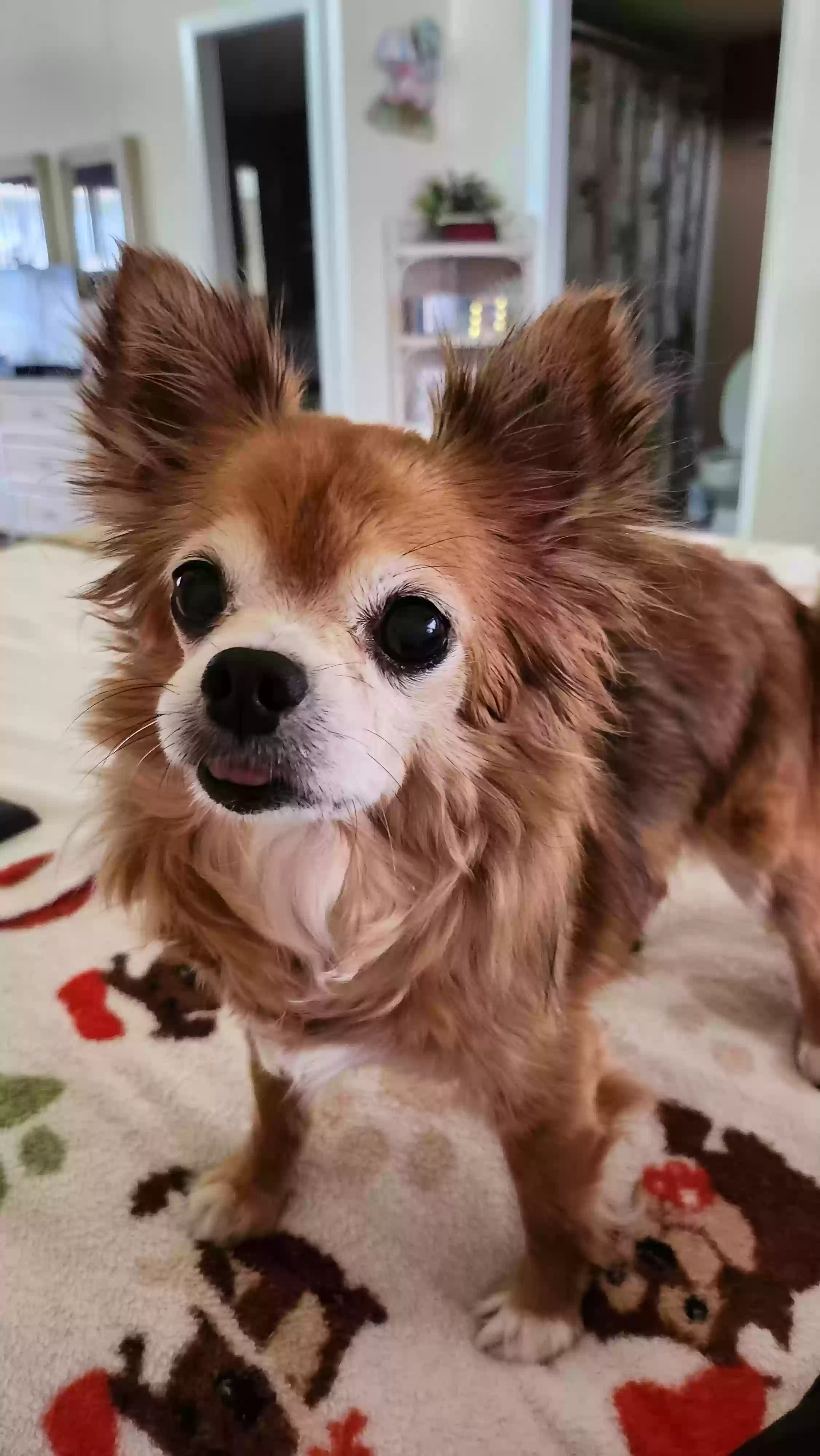 Lost dog in Palm Beach Gardens, FL, 33418