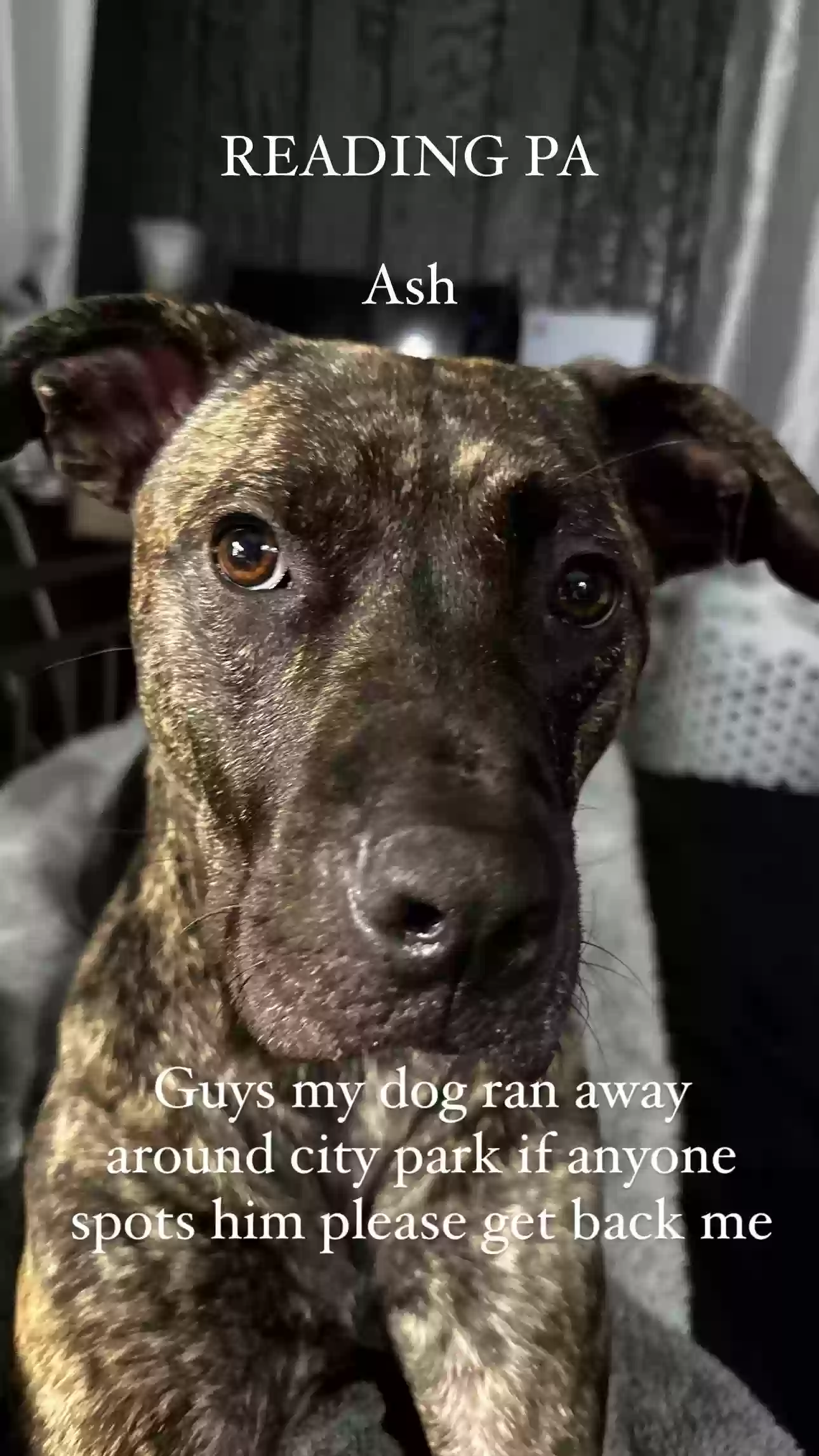 Lost dog in Reading, PA, 19601