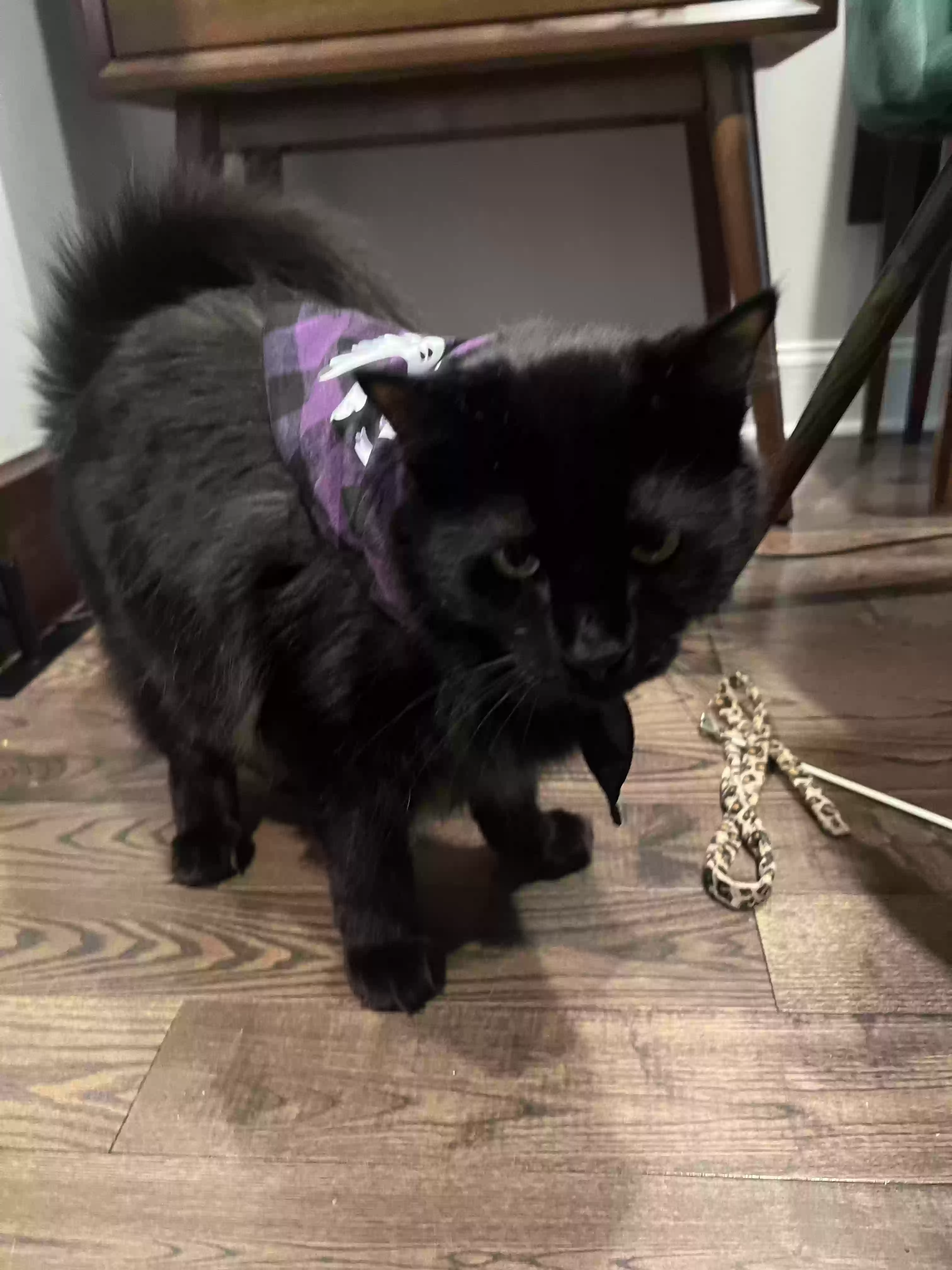 Lost cat in Philadelphia, PA, 19147