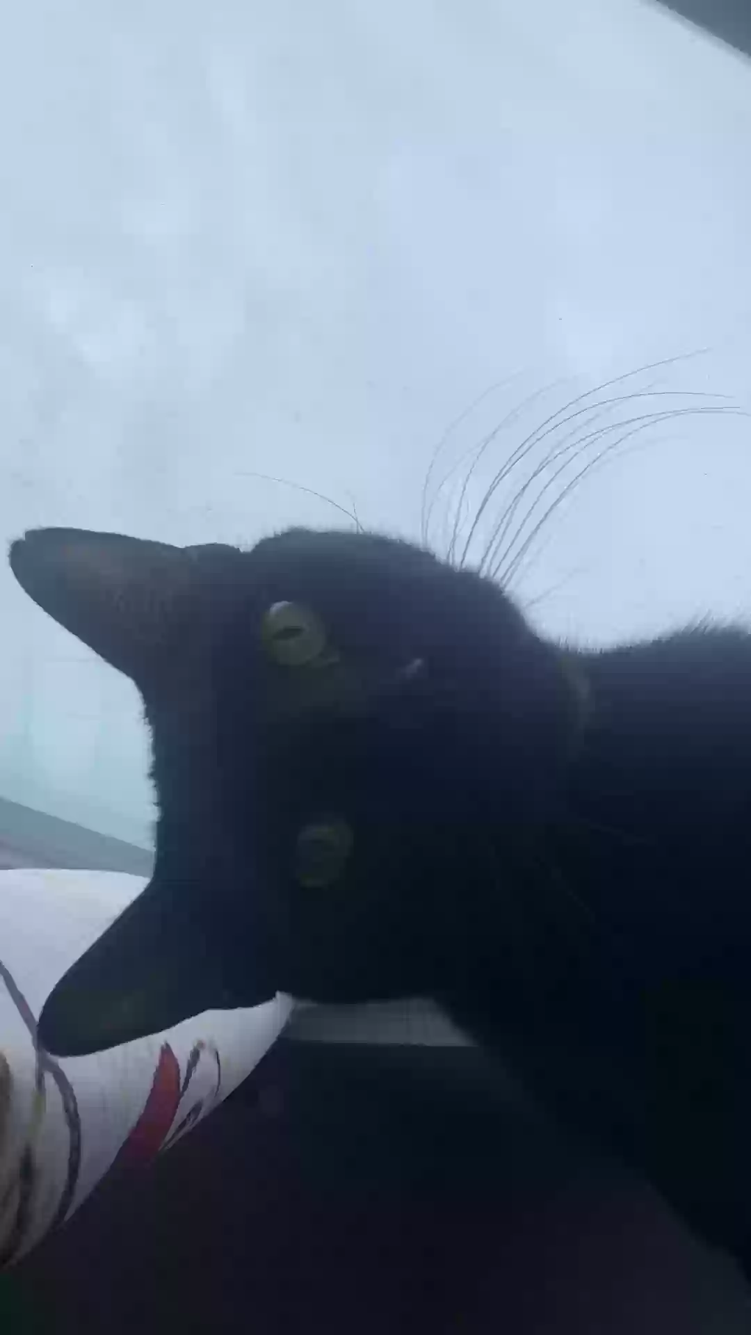 Lost cat in Denver, CO, 80239