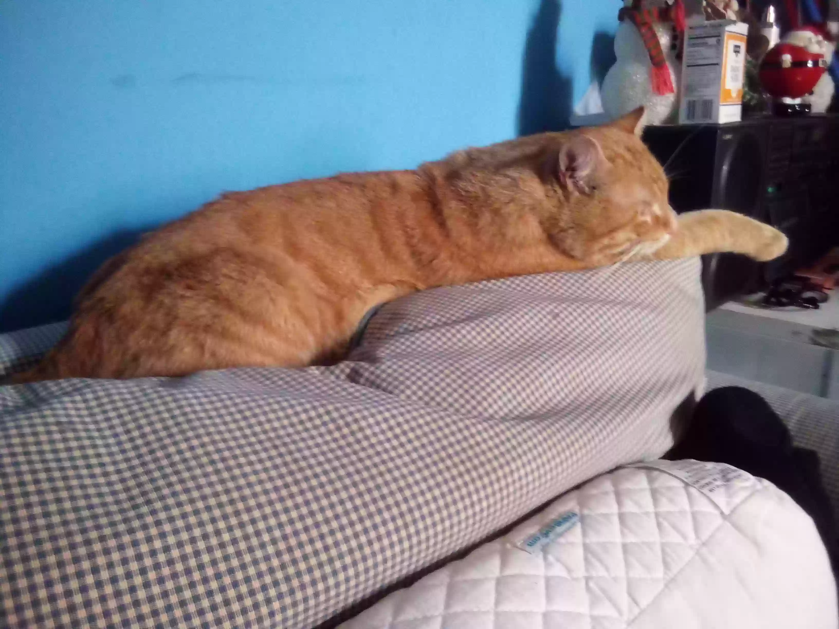 Lost cat in Piqua, OH, 45356