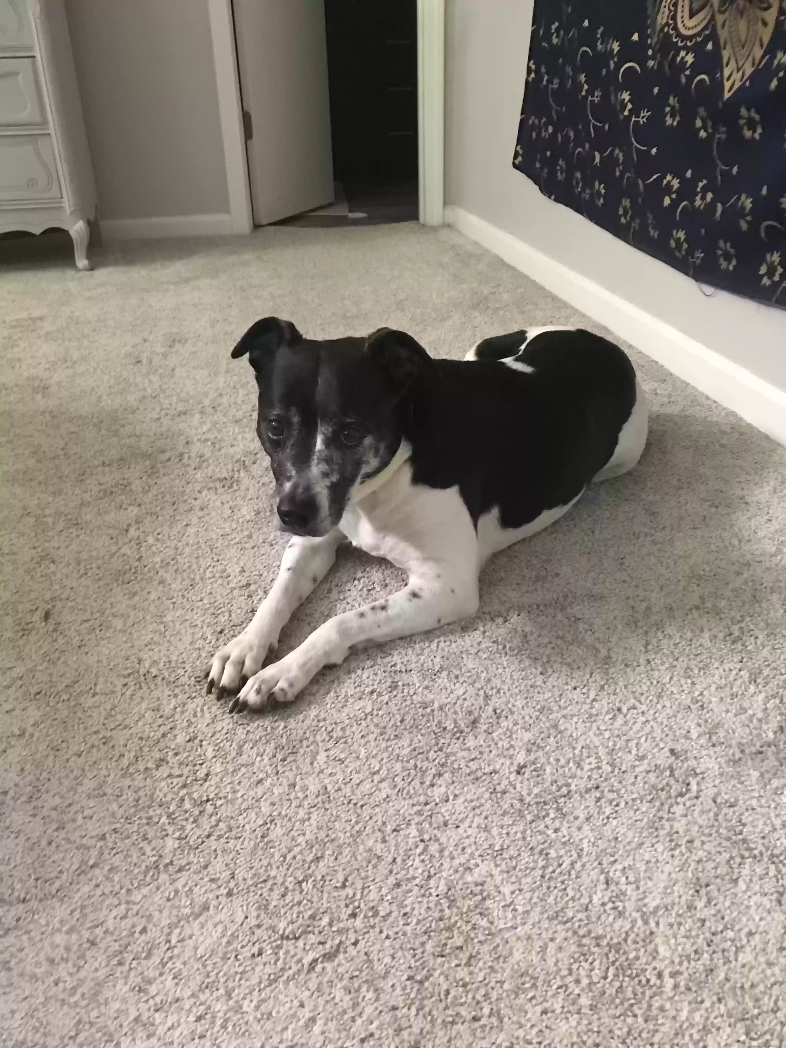 Lost dog in Ridgeland, MS, 39157