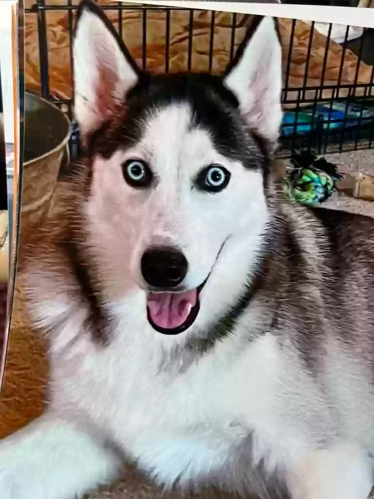 Lost dog in Santa Fe, TX, 77510