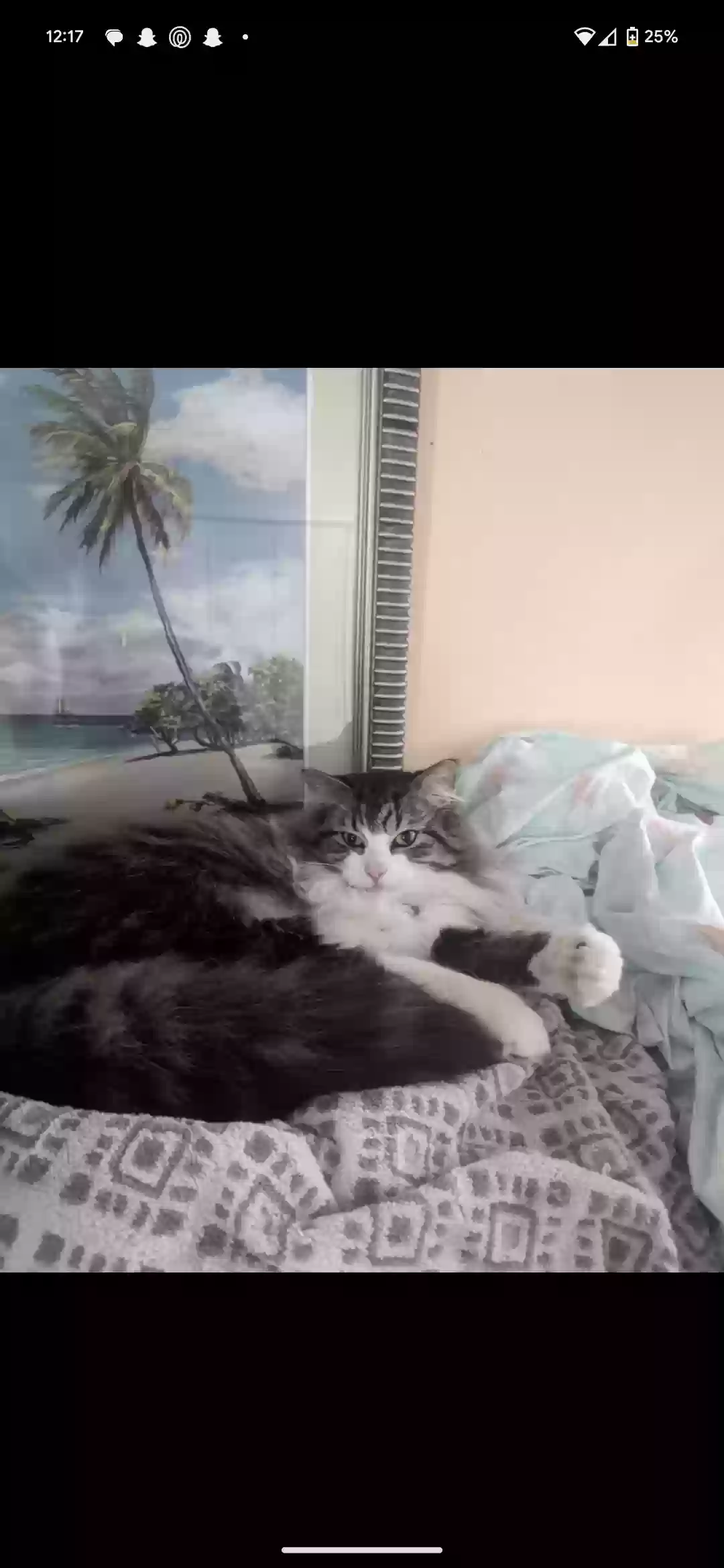 Lost cat in Altamonte Springs, FL, 32714