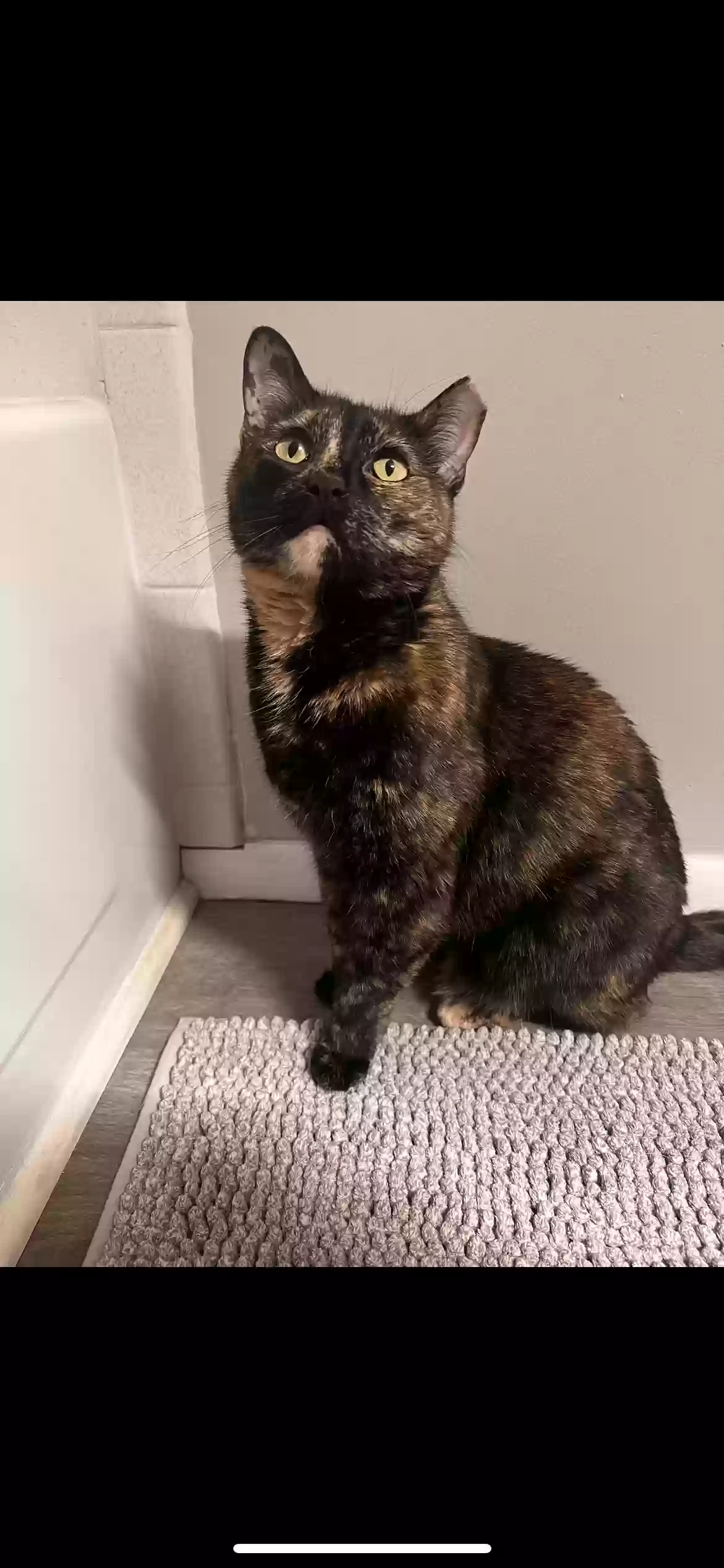 Lost cat in Indianapolis, IN, 46250