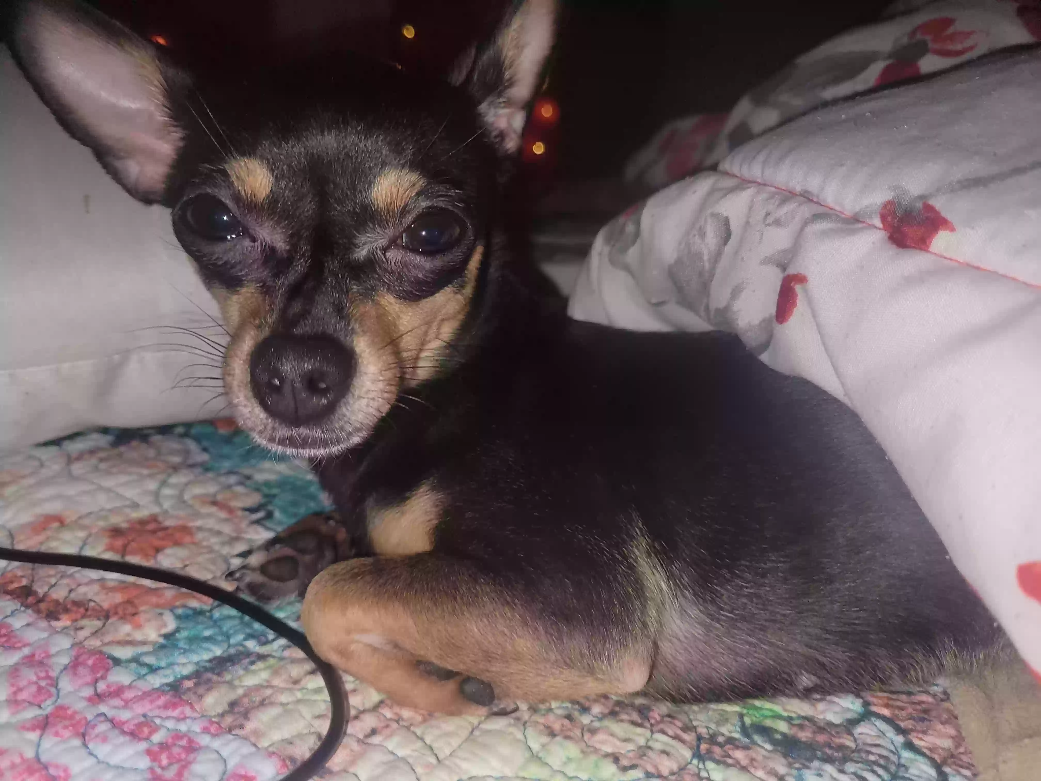 Lost dog in Richardson, TX, 75082