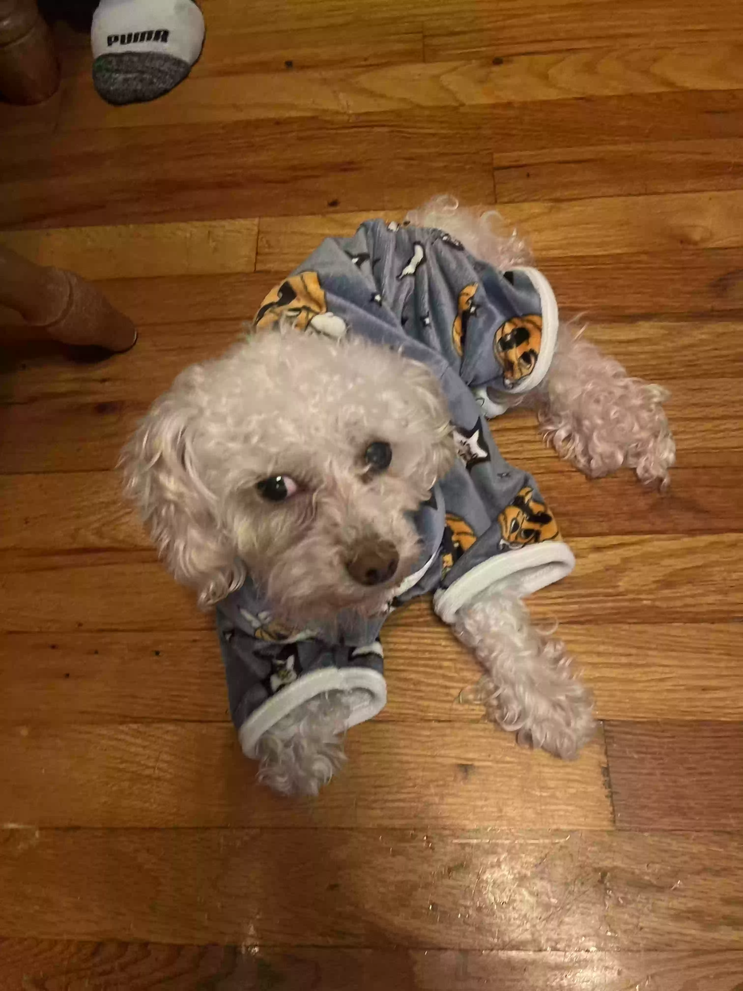 Lost dog in Dalton, GA, 30721