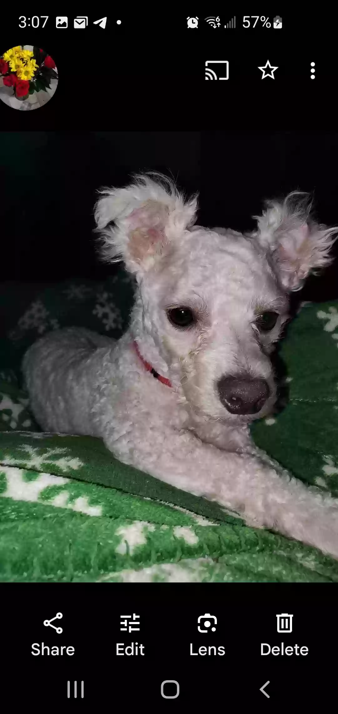 Lost dog in Grant, MI, 49327