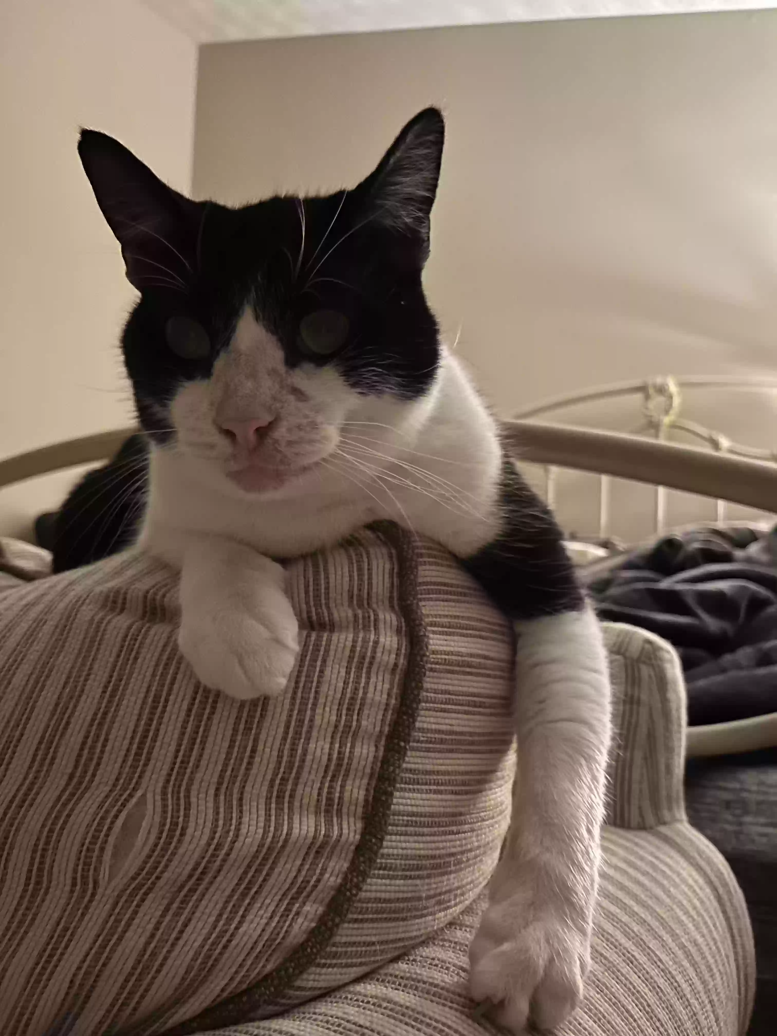 Lost cat in Olmsted Falls, OH, 44138