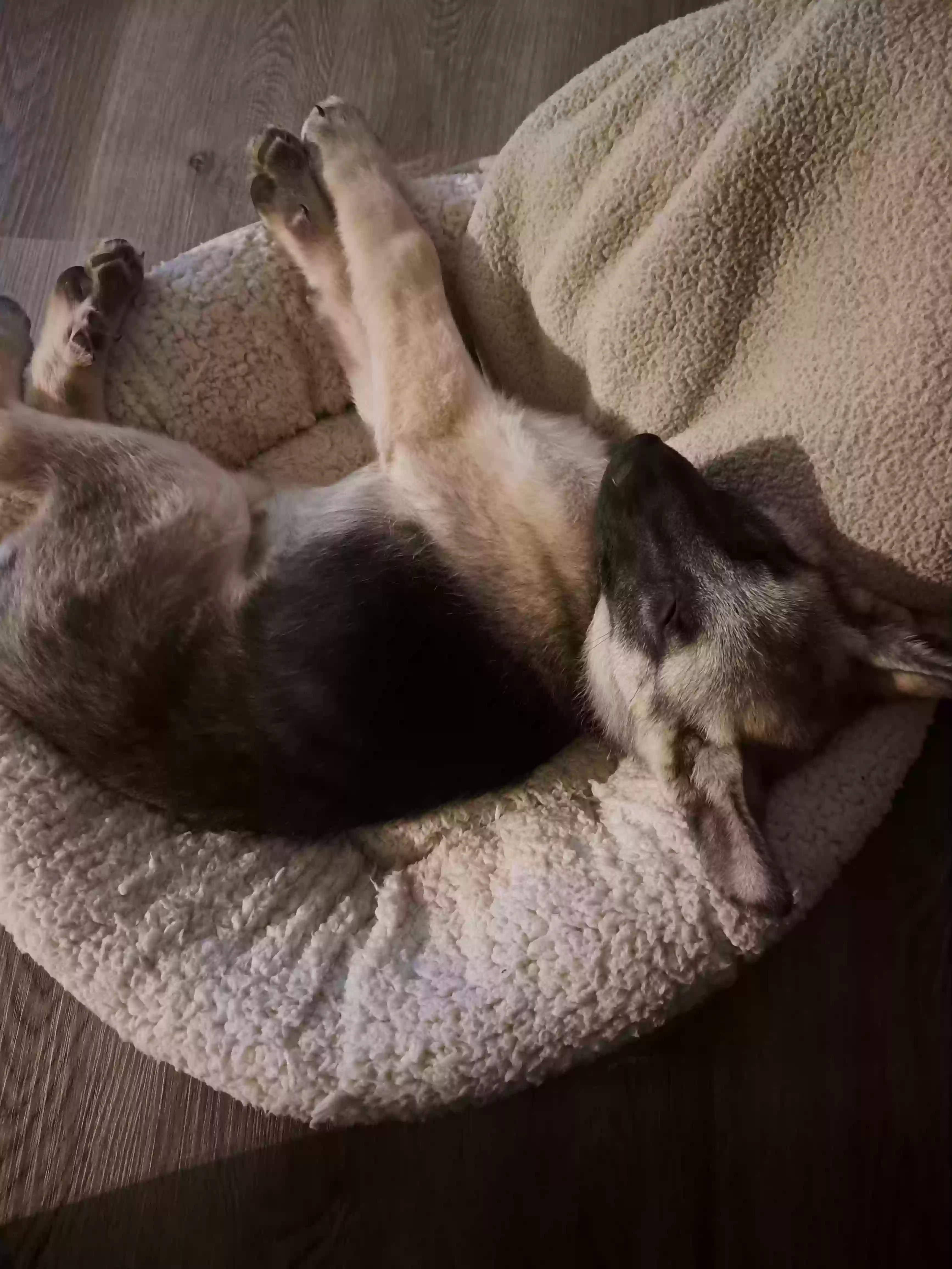 Lost dog in Kannapolis, NC, 28083
