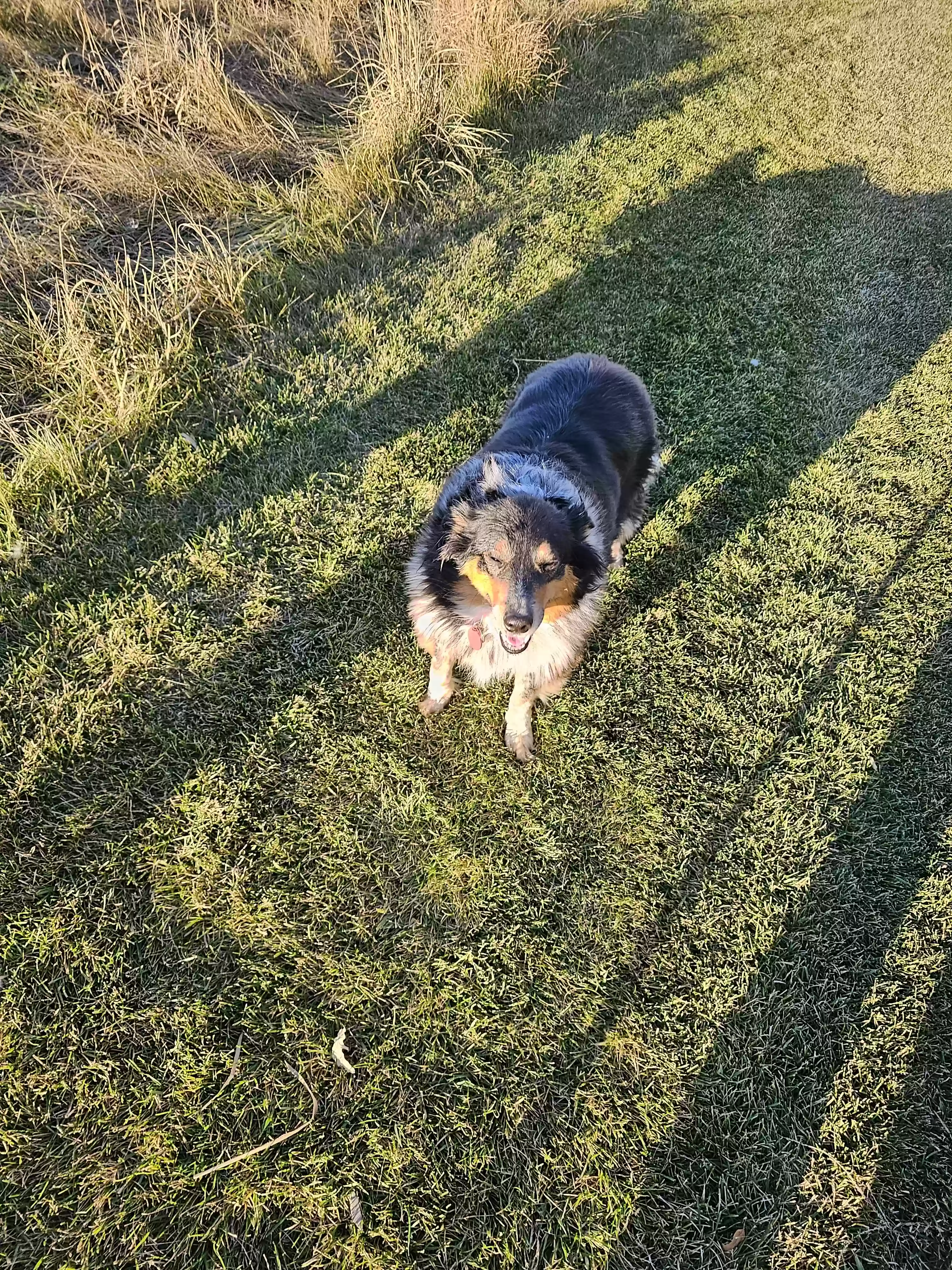 Lost dog in Bismarck, ND, 58503