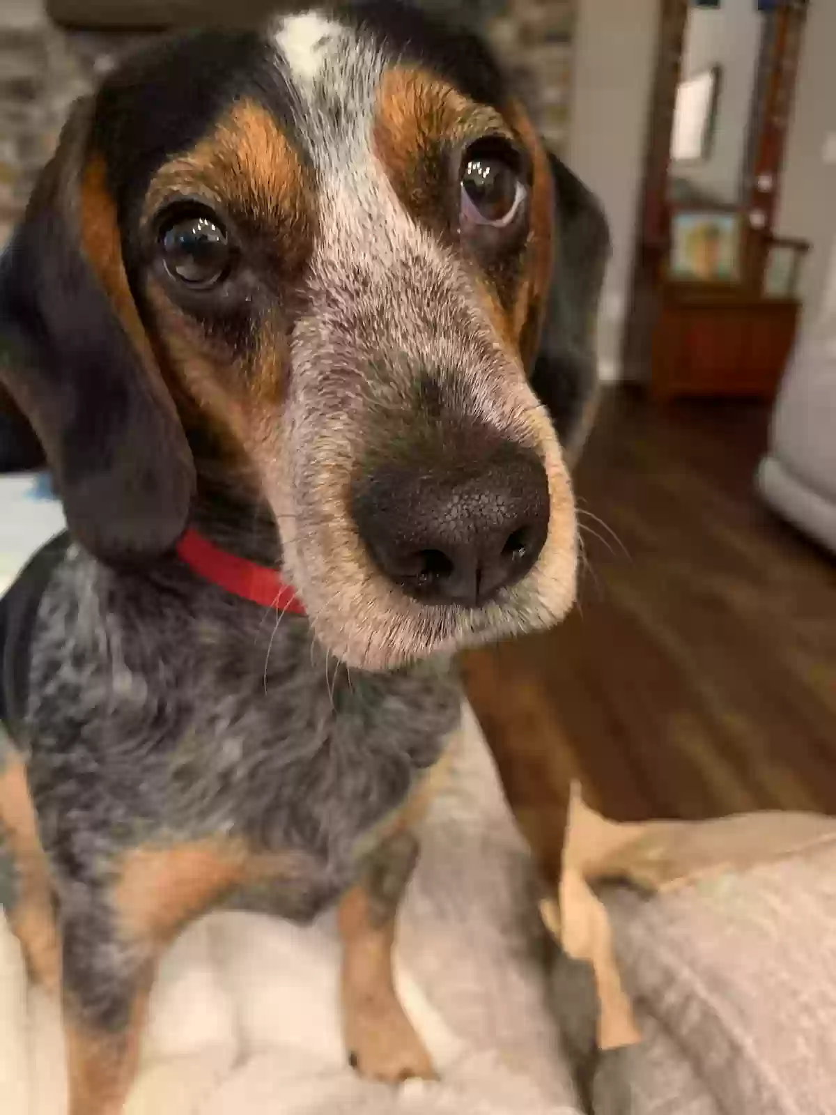 Lost dog in Avon, OH, 44011