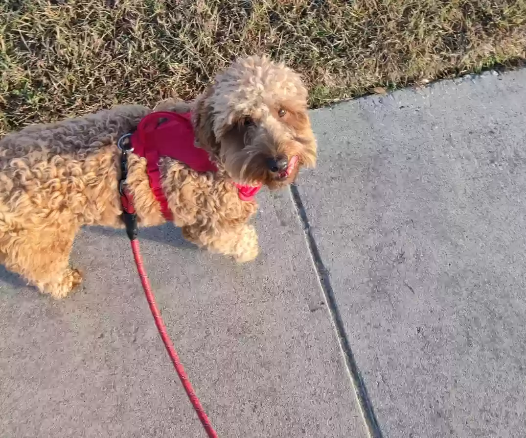 Lost dog in Fort Worth, TX, 76148