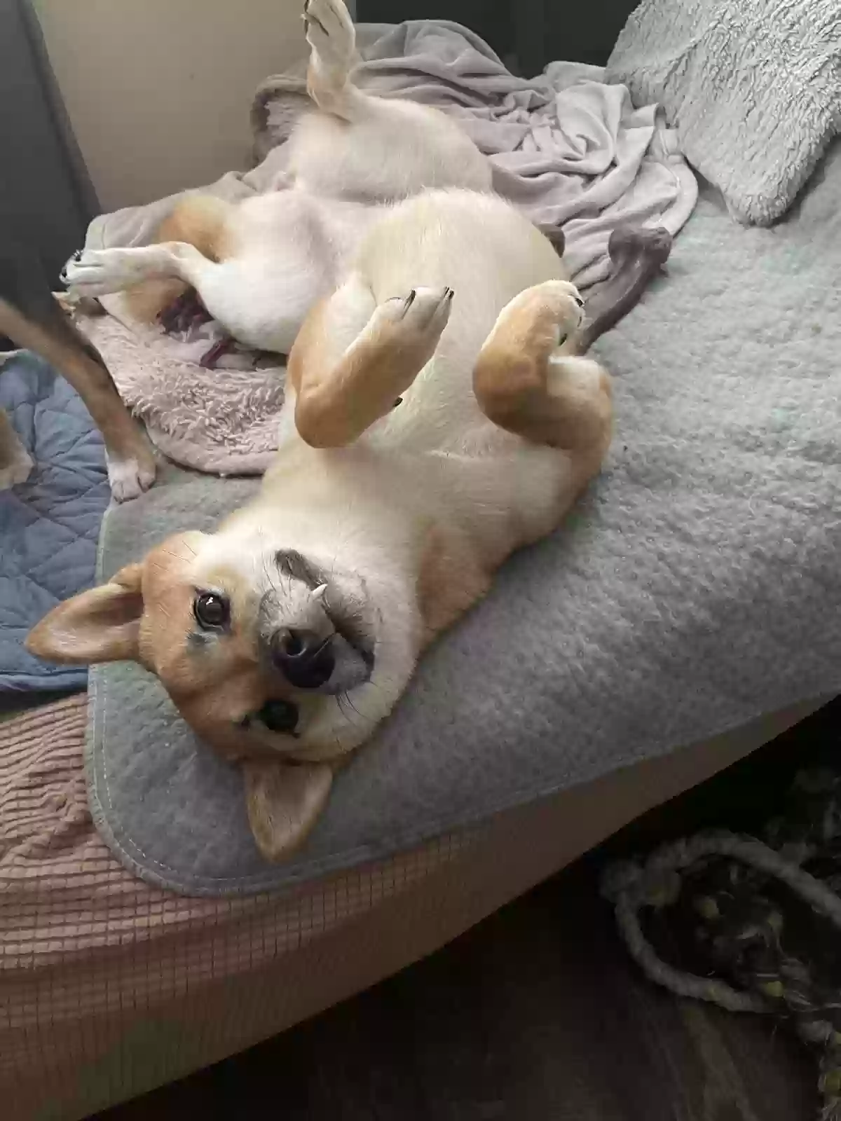 Lost dog in Hollywood, FL, 33020