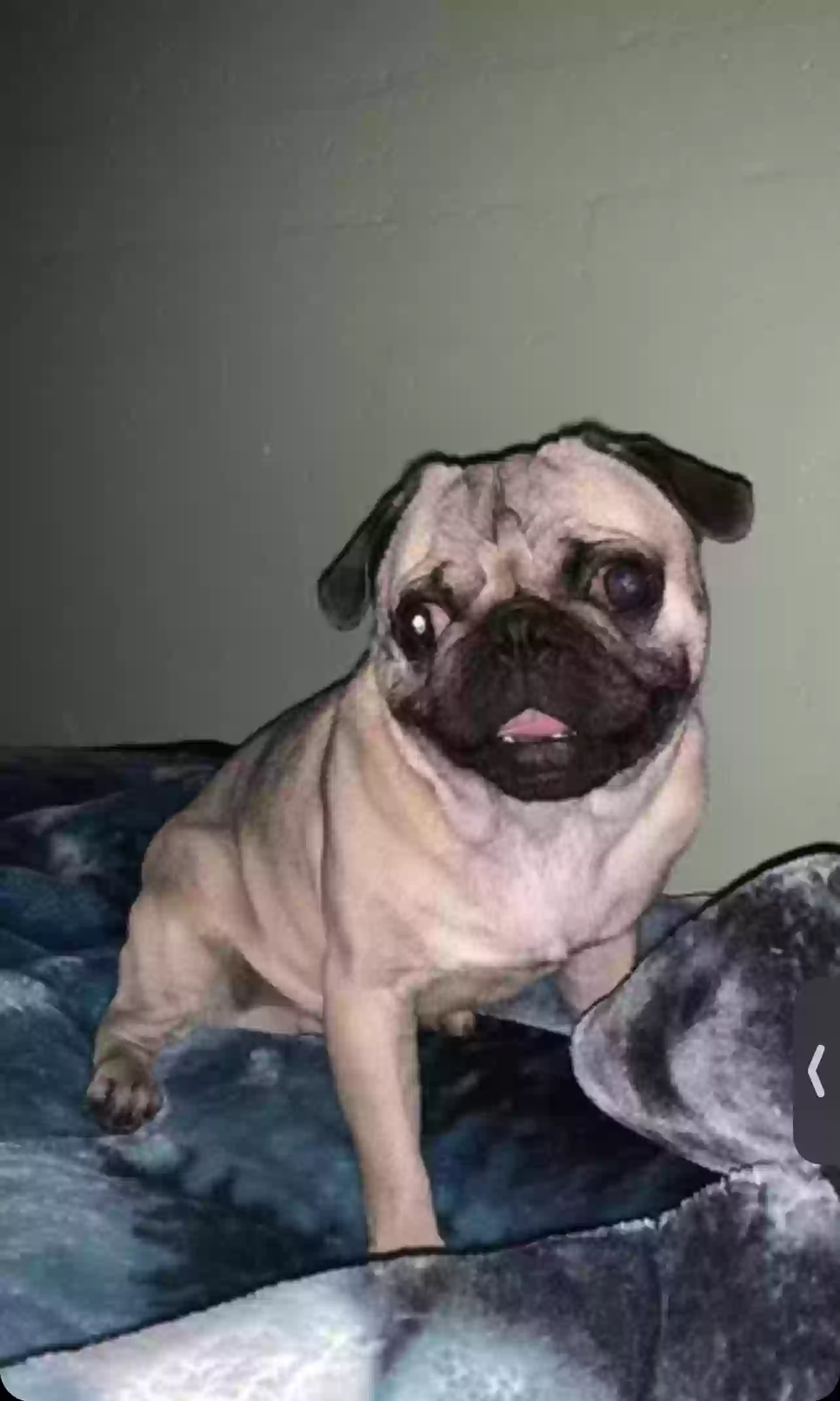 Lost dog in Mesa, AZ, 85203