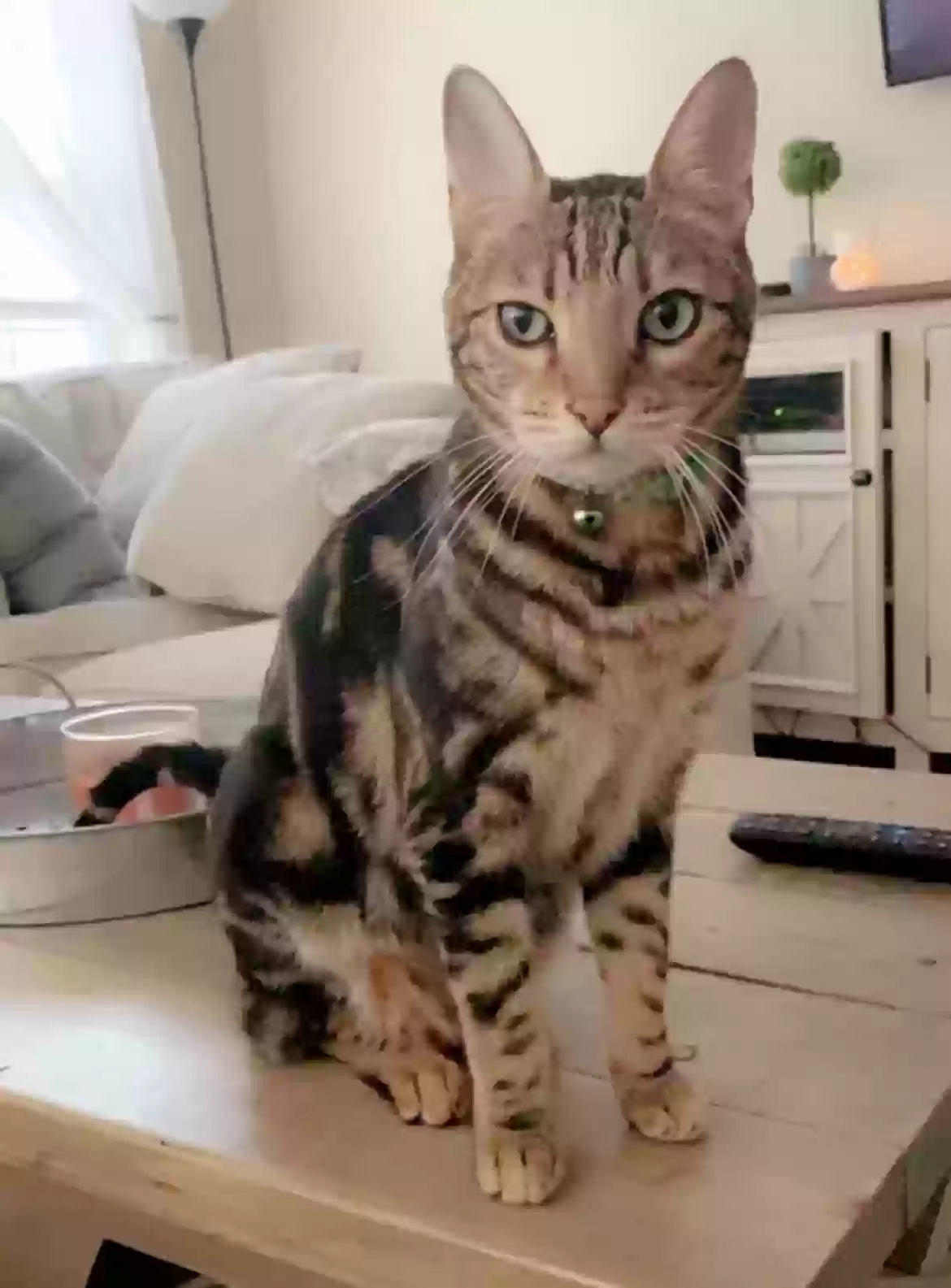 Lost cat in Charlotte, NC, 28269